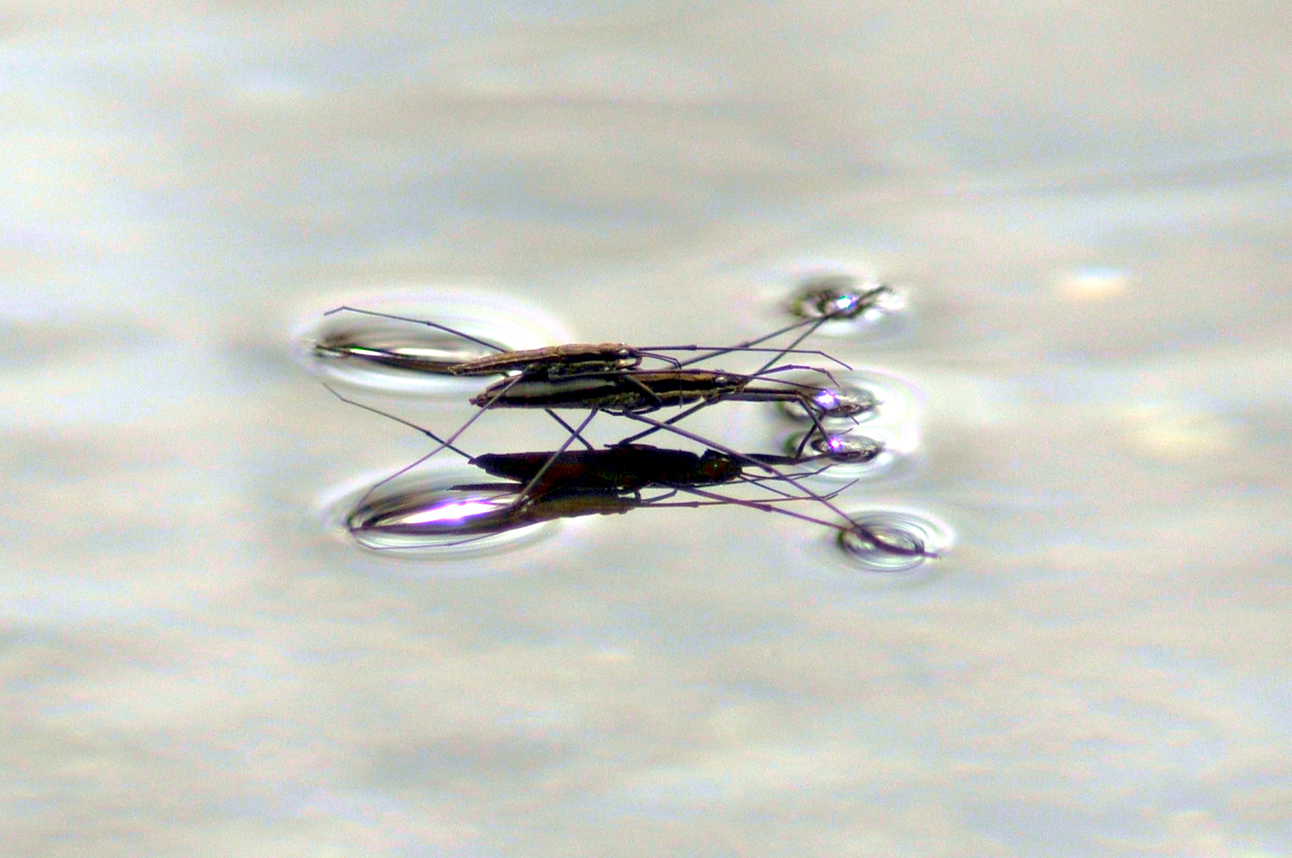 Camminare nell'acqua