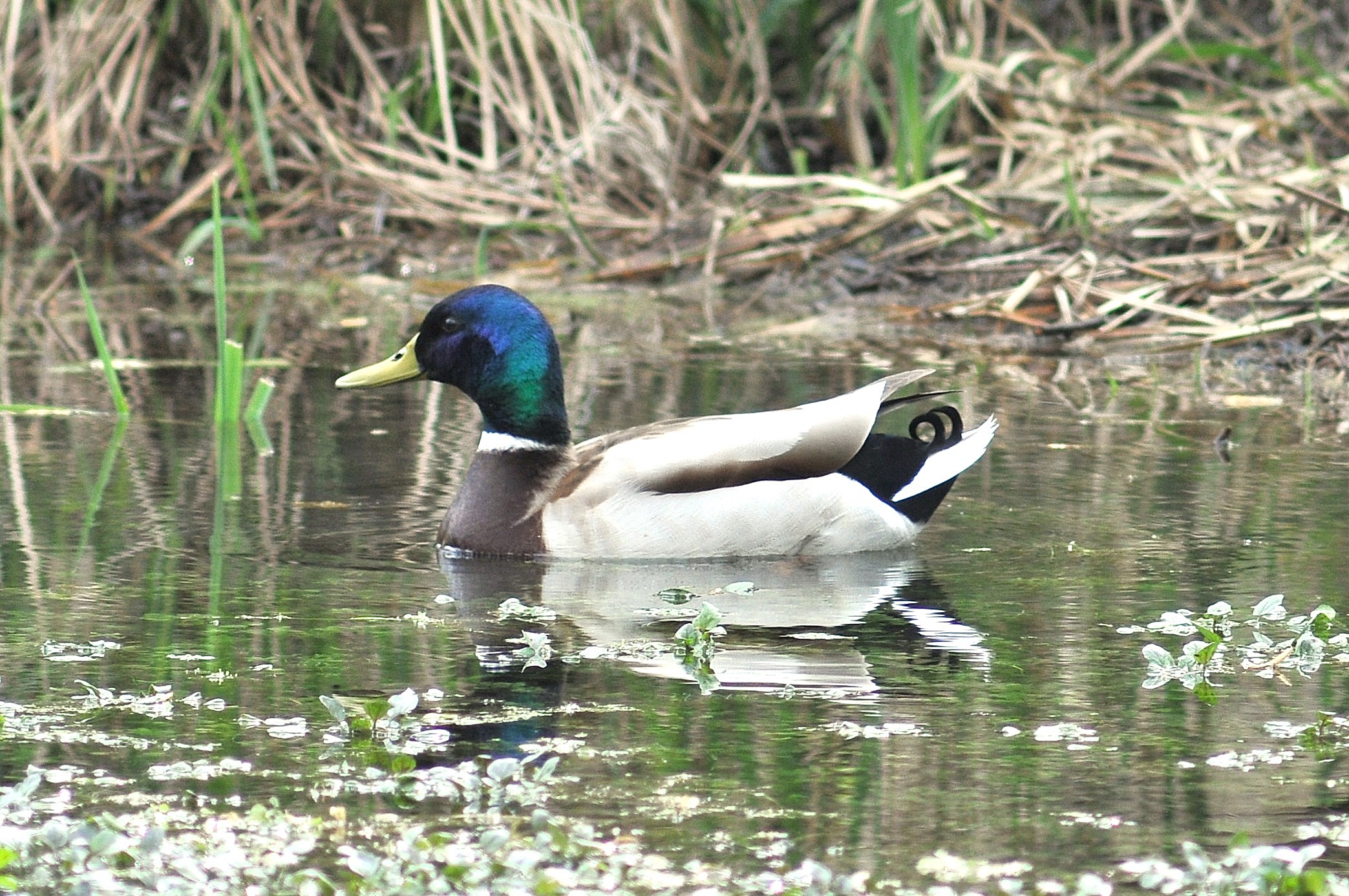 Mallard