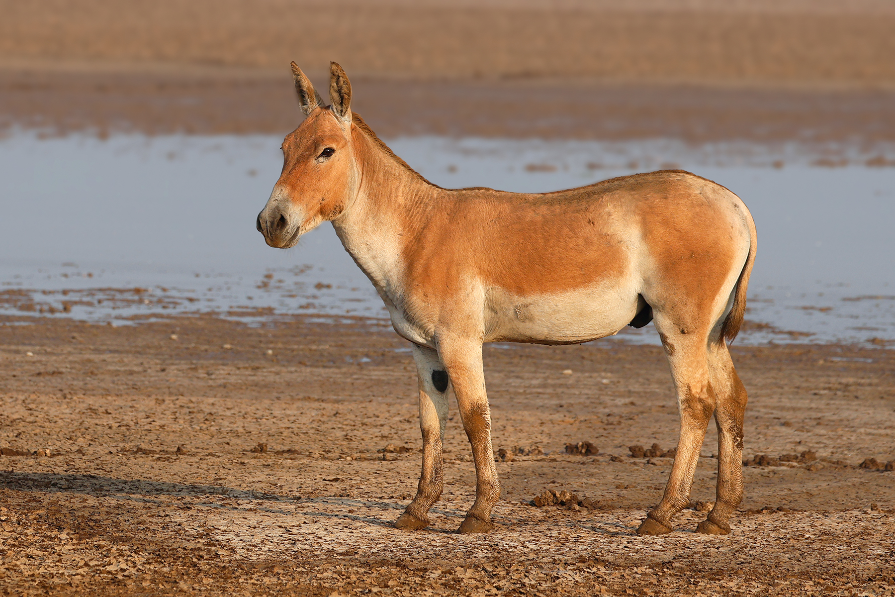 Indian wild Ass in the Little Rann of Kutch