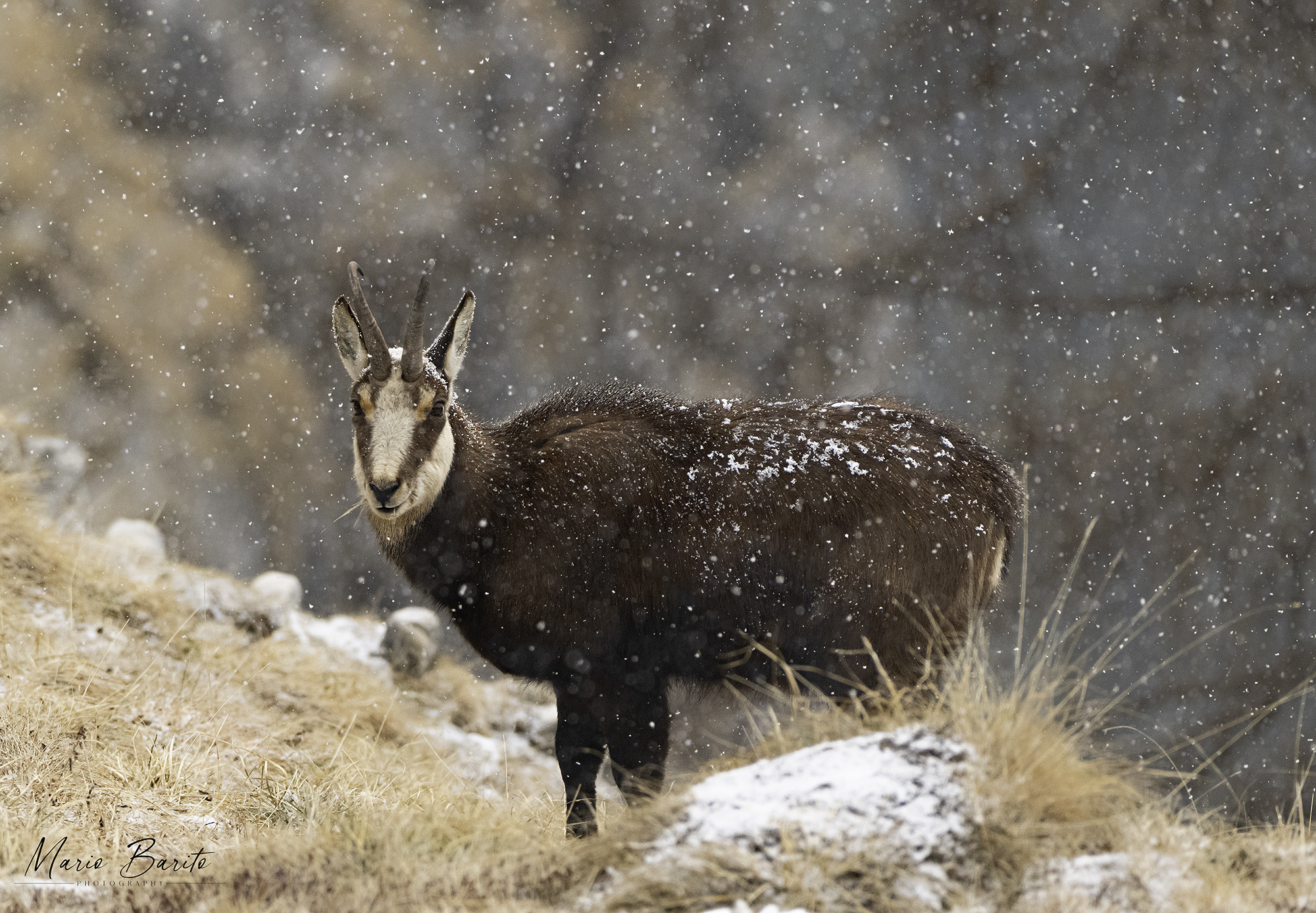 CHAMOIS UNDER THE SNOWFALL MARCH 2026 DOLOMITES