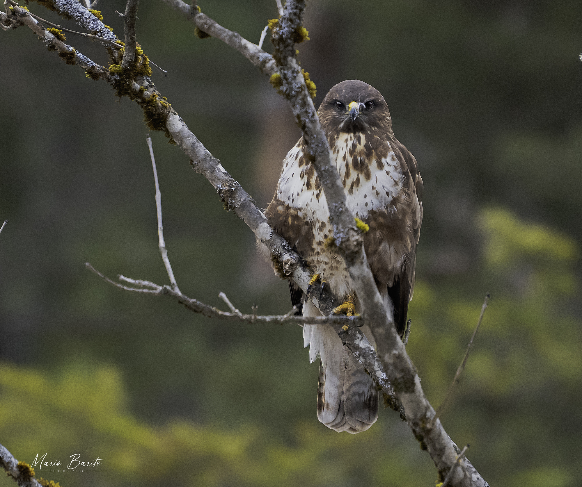 buzzard