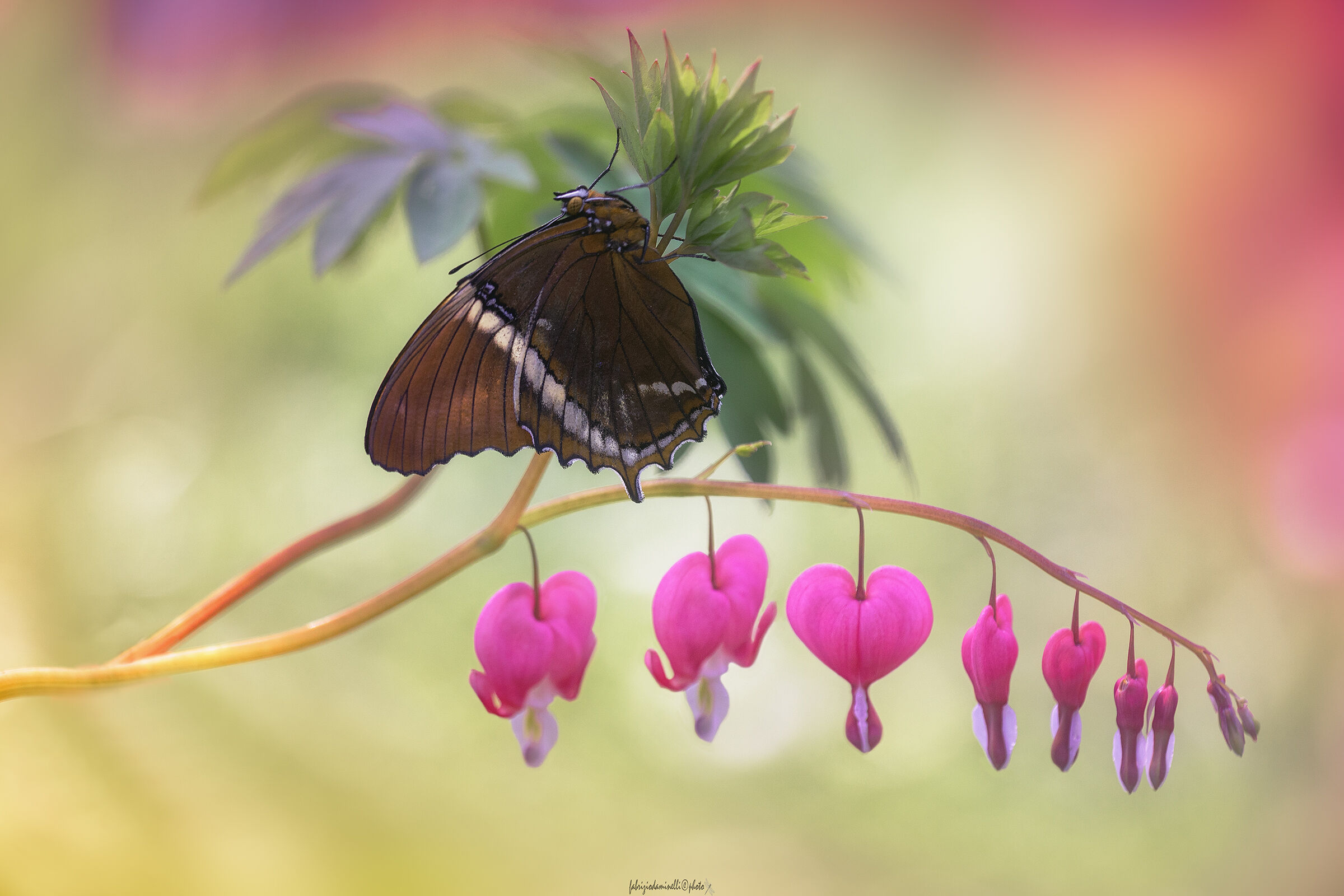 Siproeta epaphus on the Dicentra spectabilis