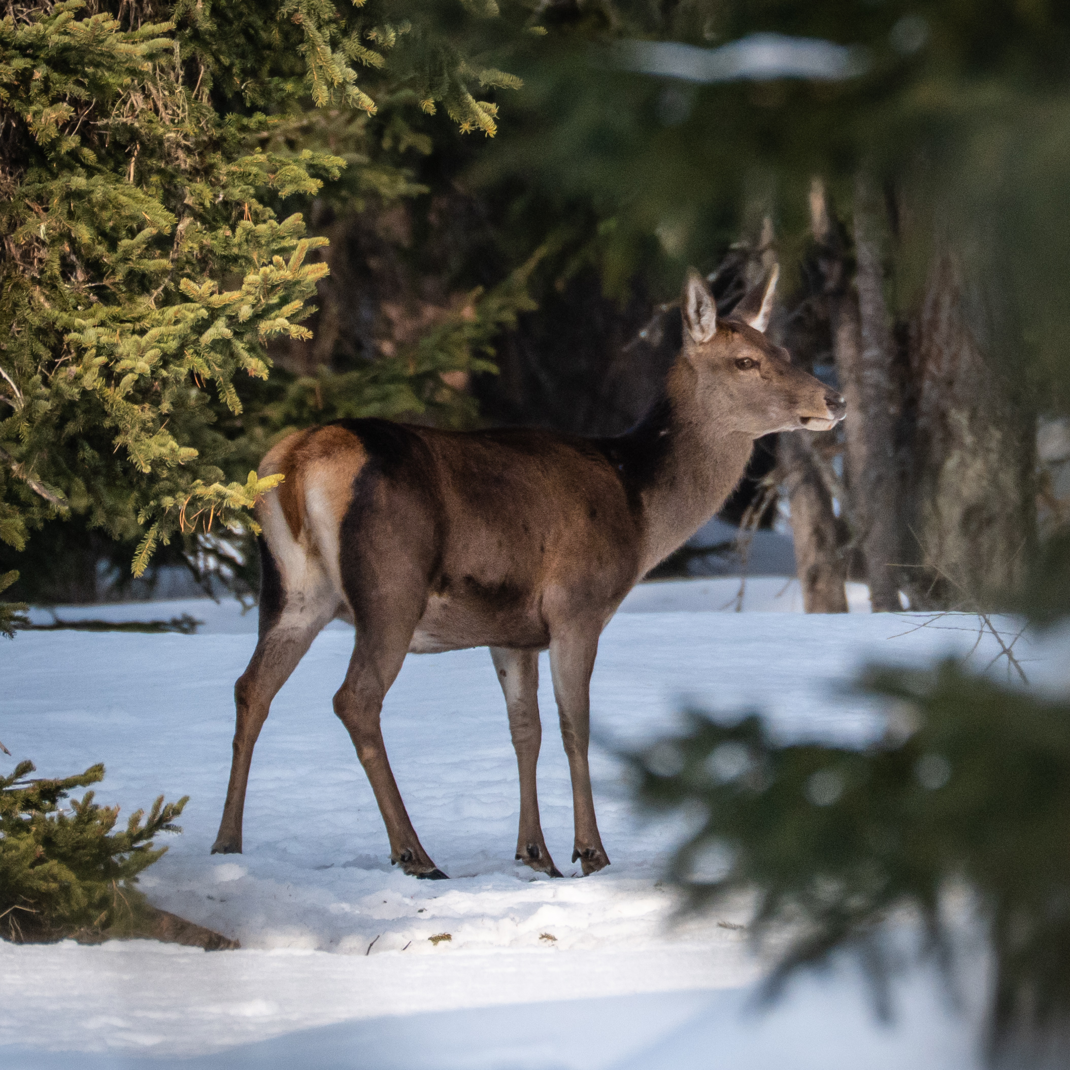Deer in the Engadine