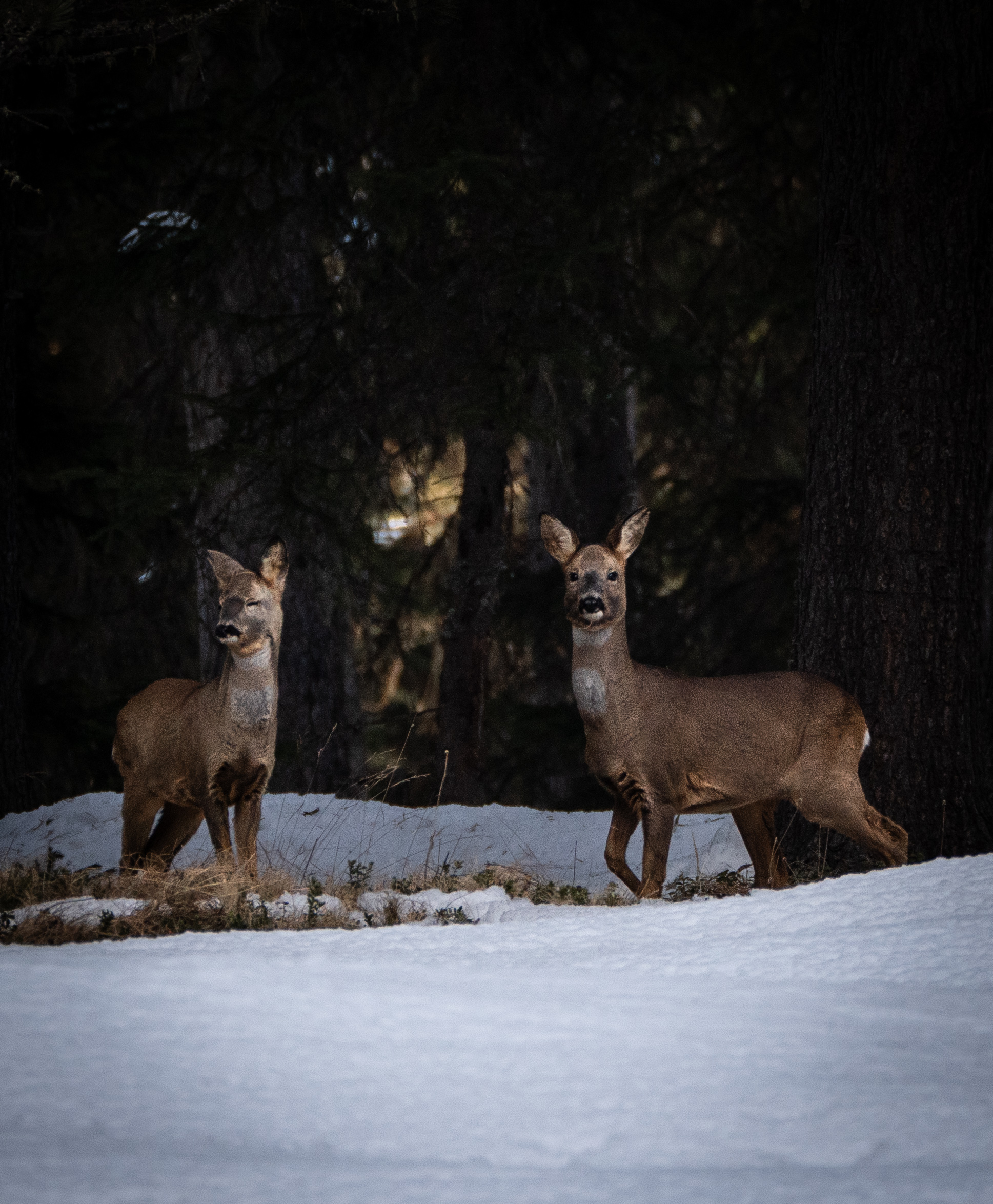 Roe deer in the Engadine