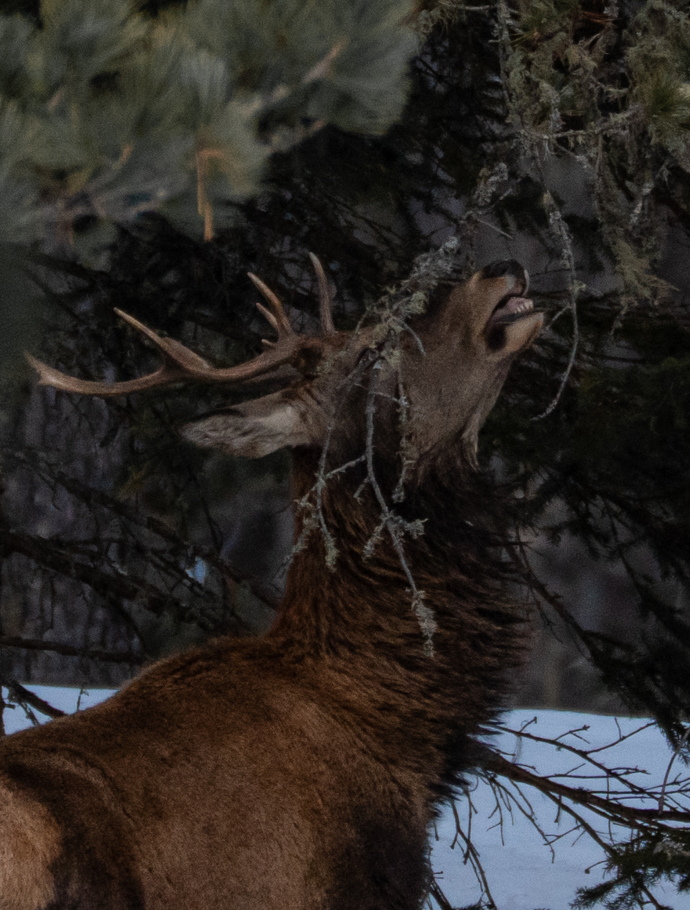Red deer