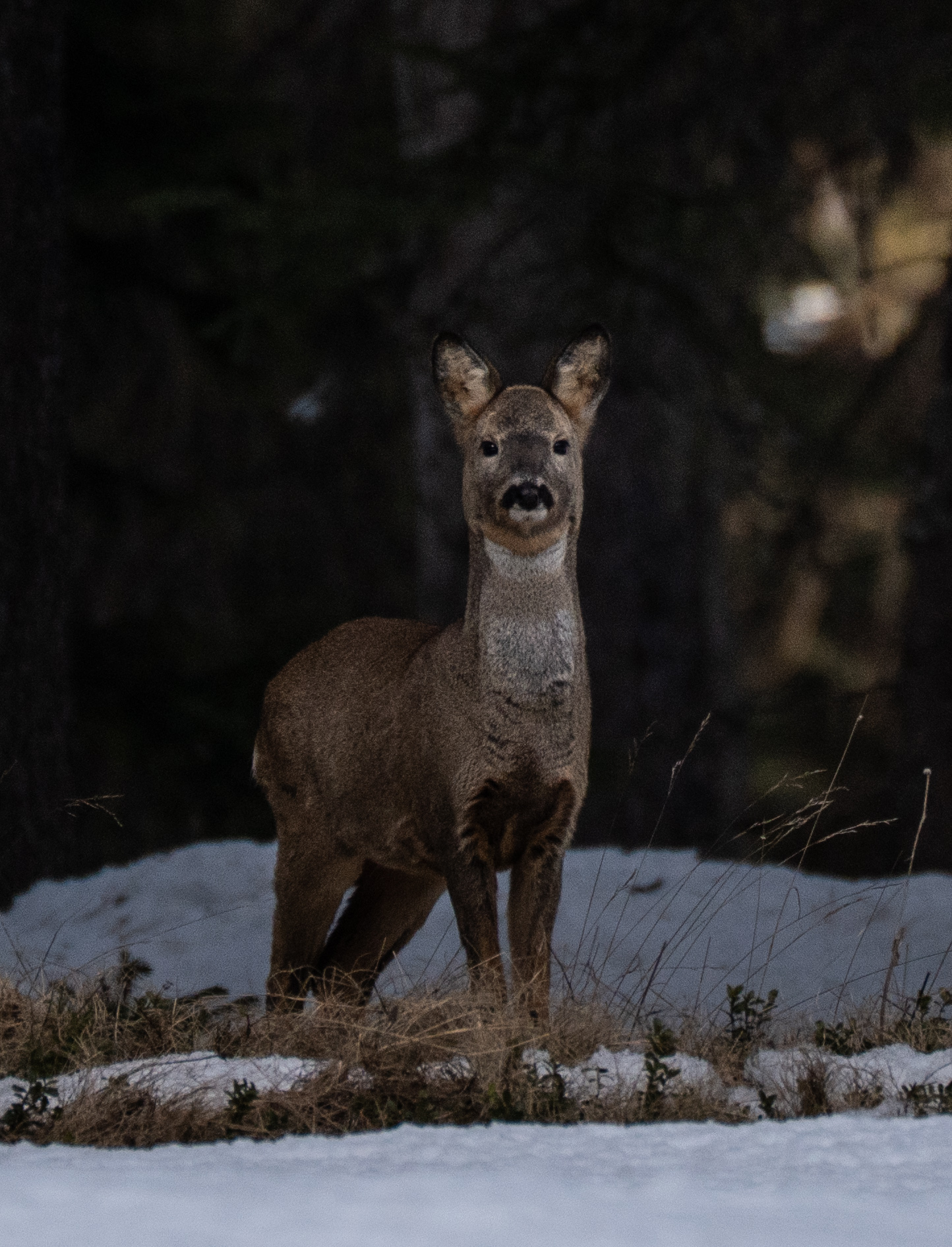 Roe deer in the Engadine