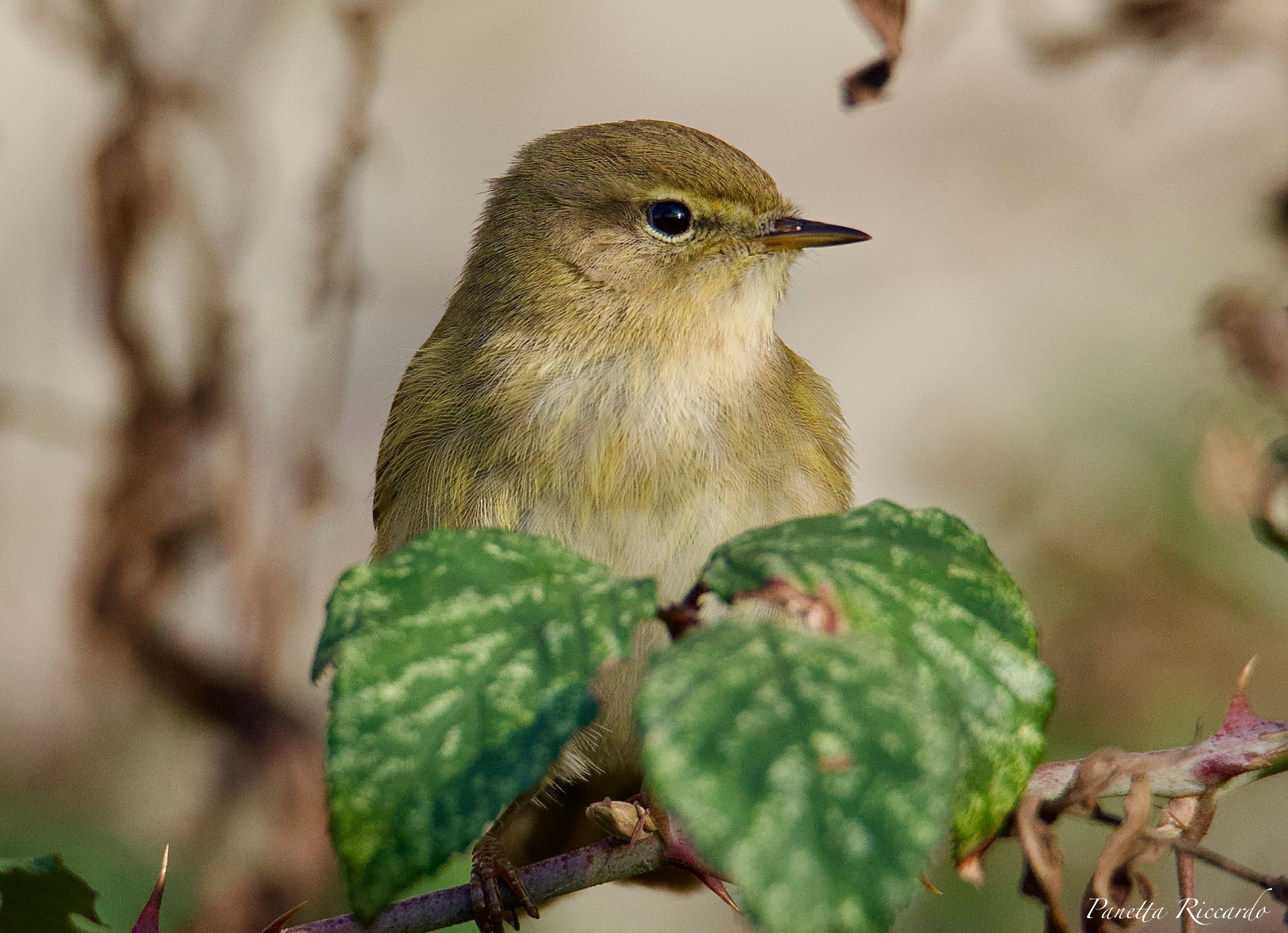Luì piccolo (Phylloscopus collybita)
