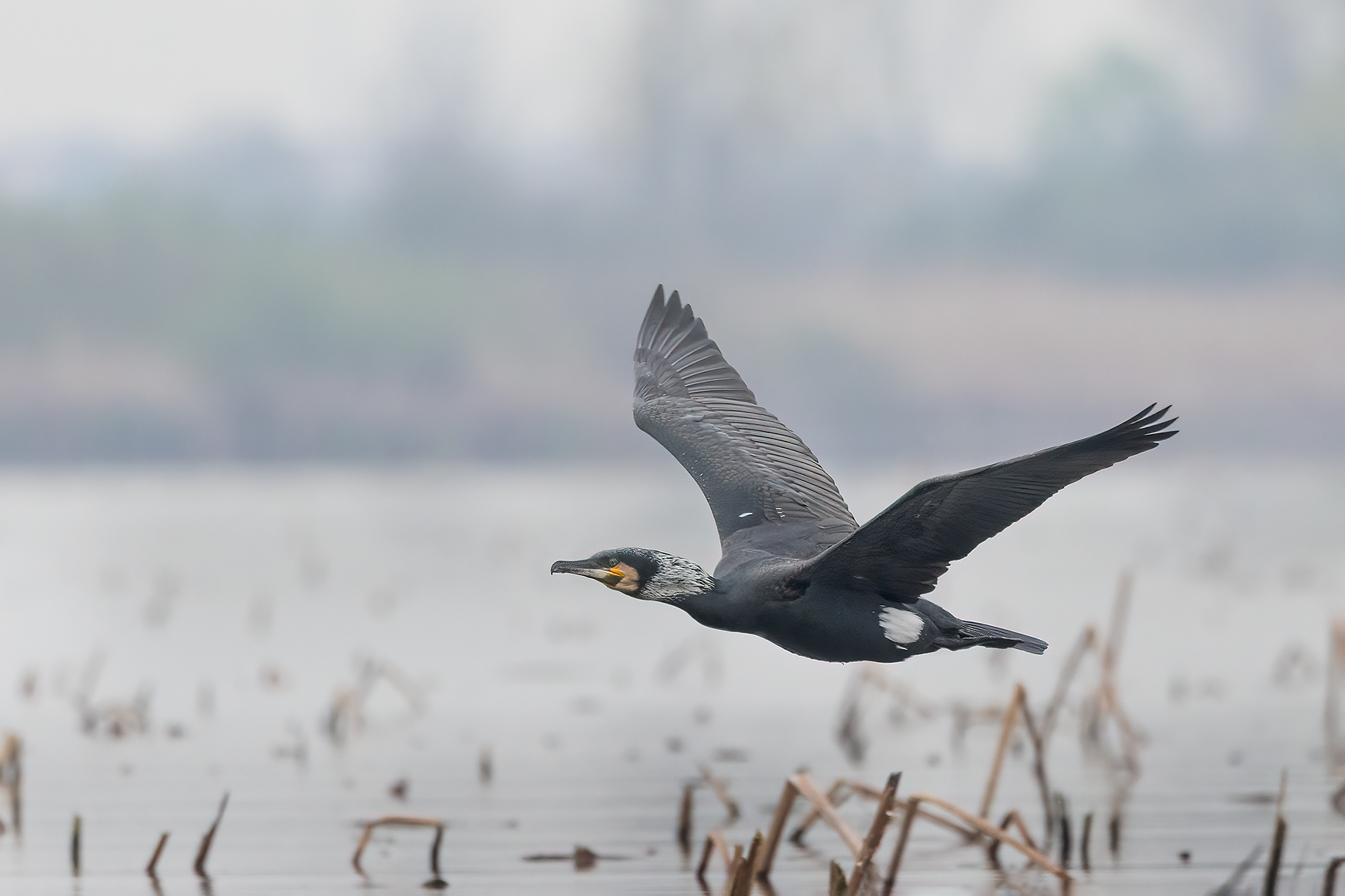 Cormorano adulto in abito nuziale