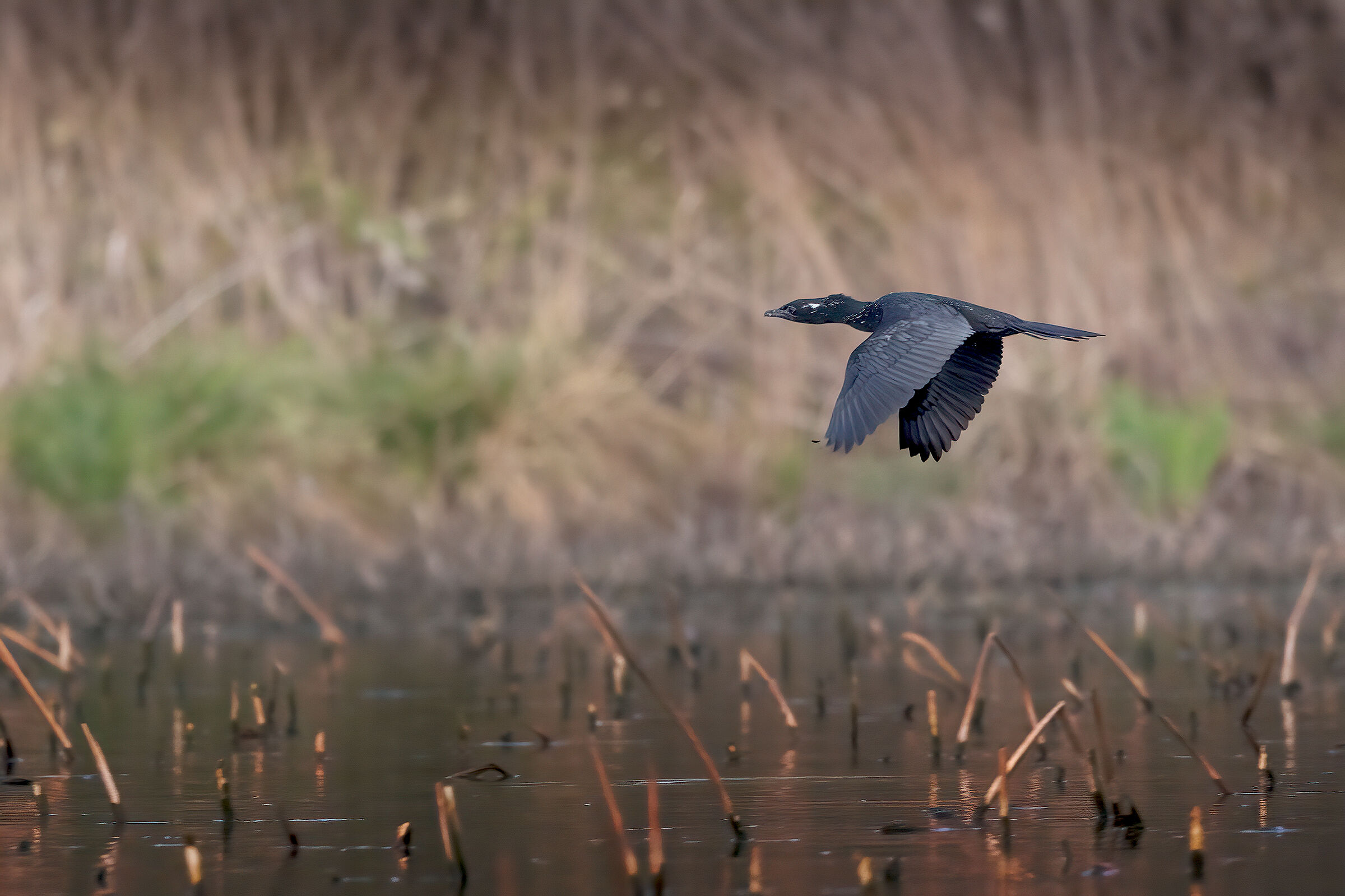 Marangone minore
