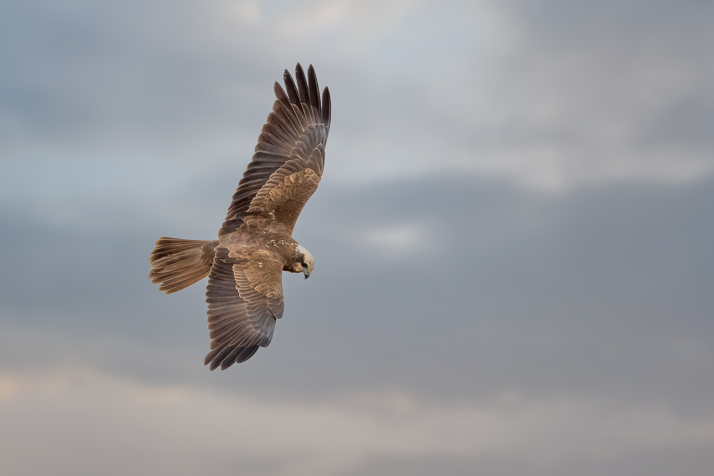 Falco di palude in perlustrazione