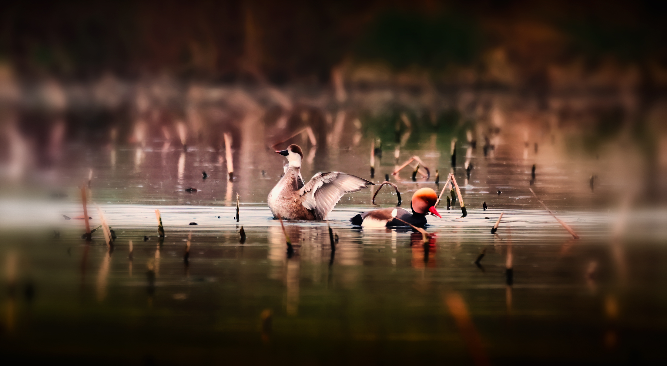 Untitled Photo