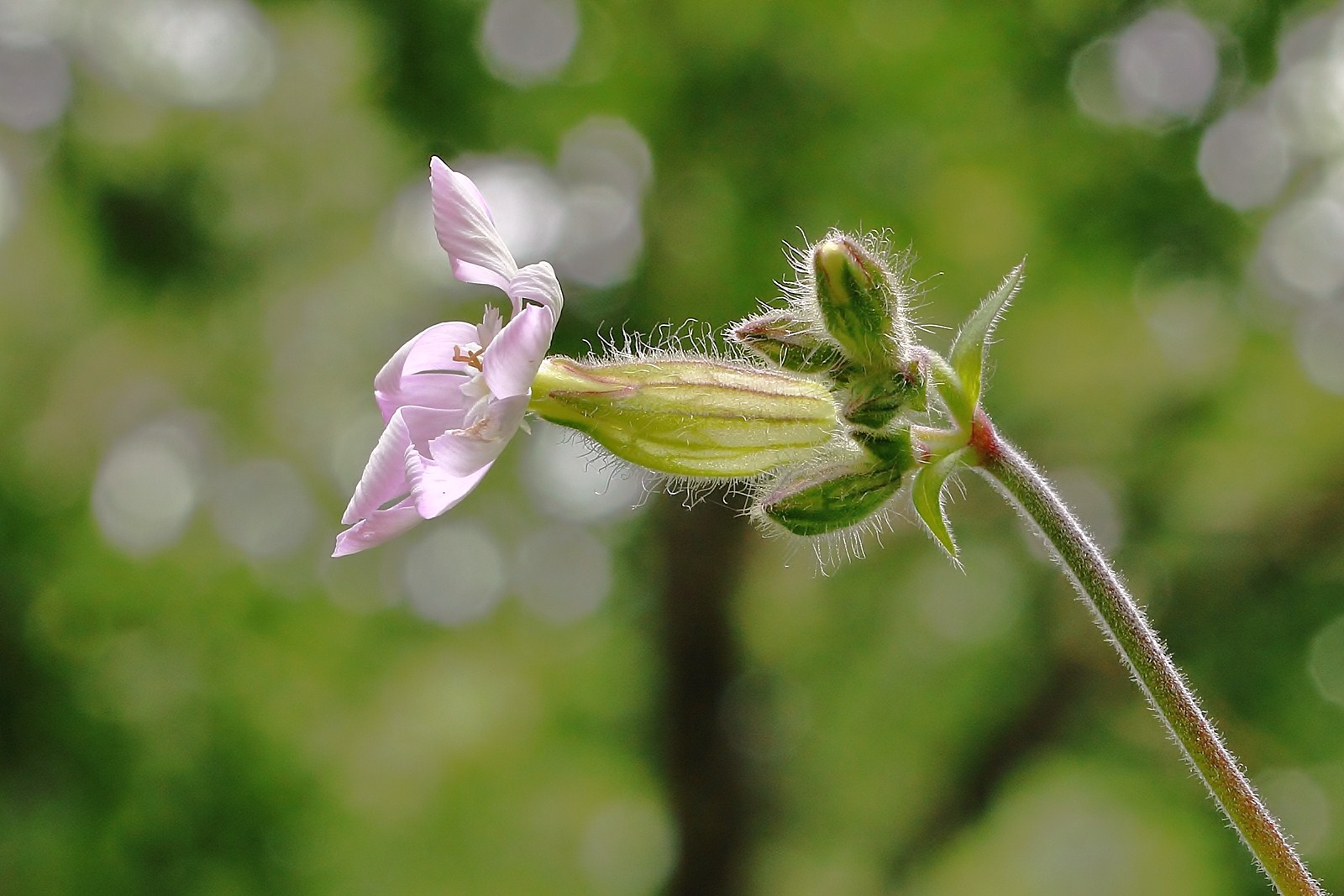 Fiore di Silene