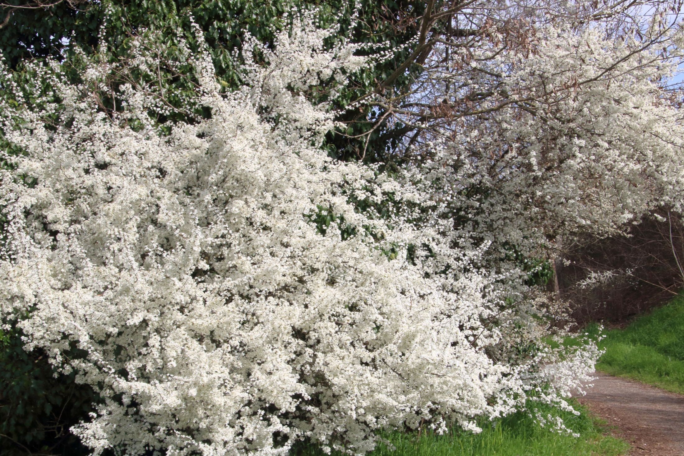 Fioritura di marzo