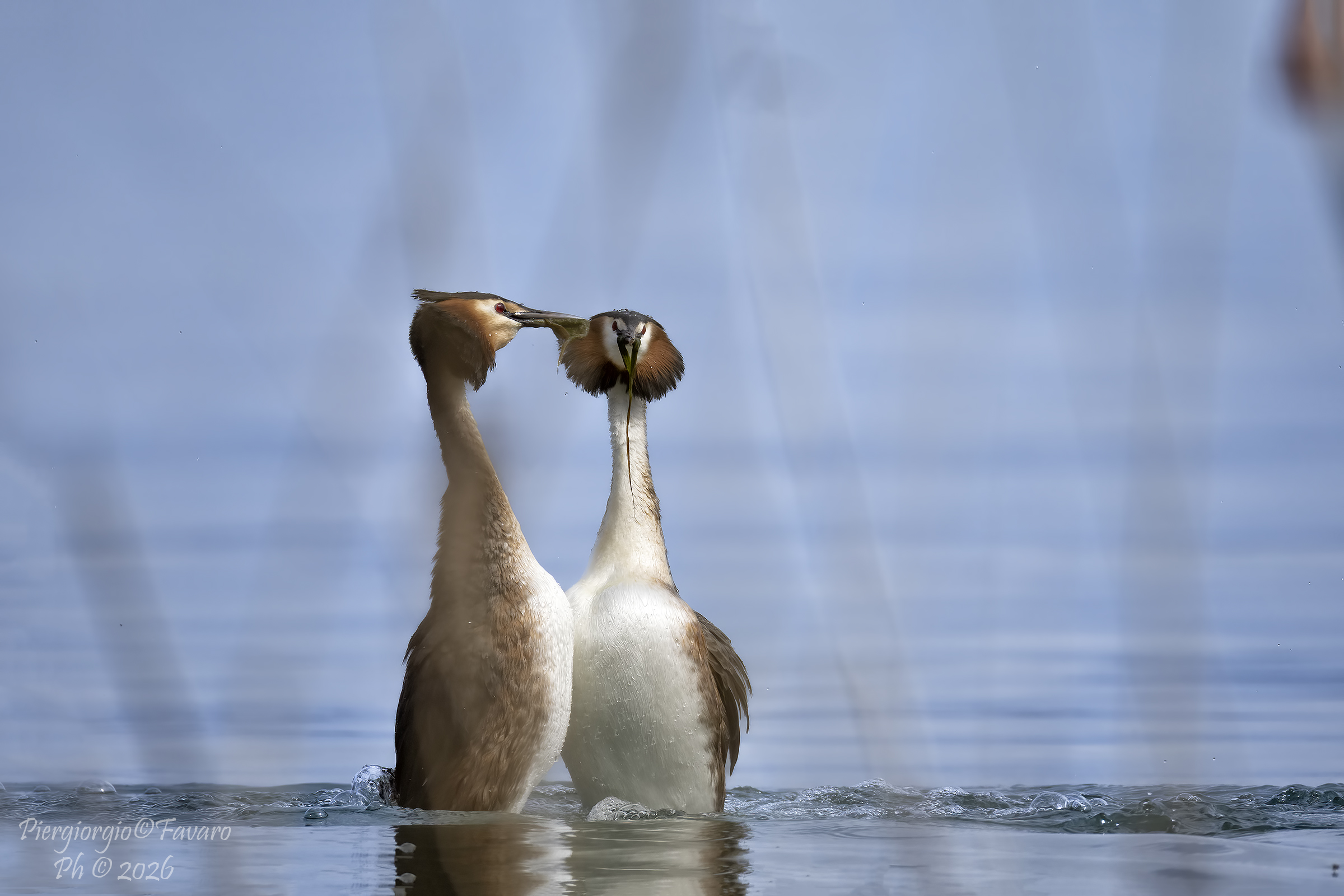Grebes in courtship.