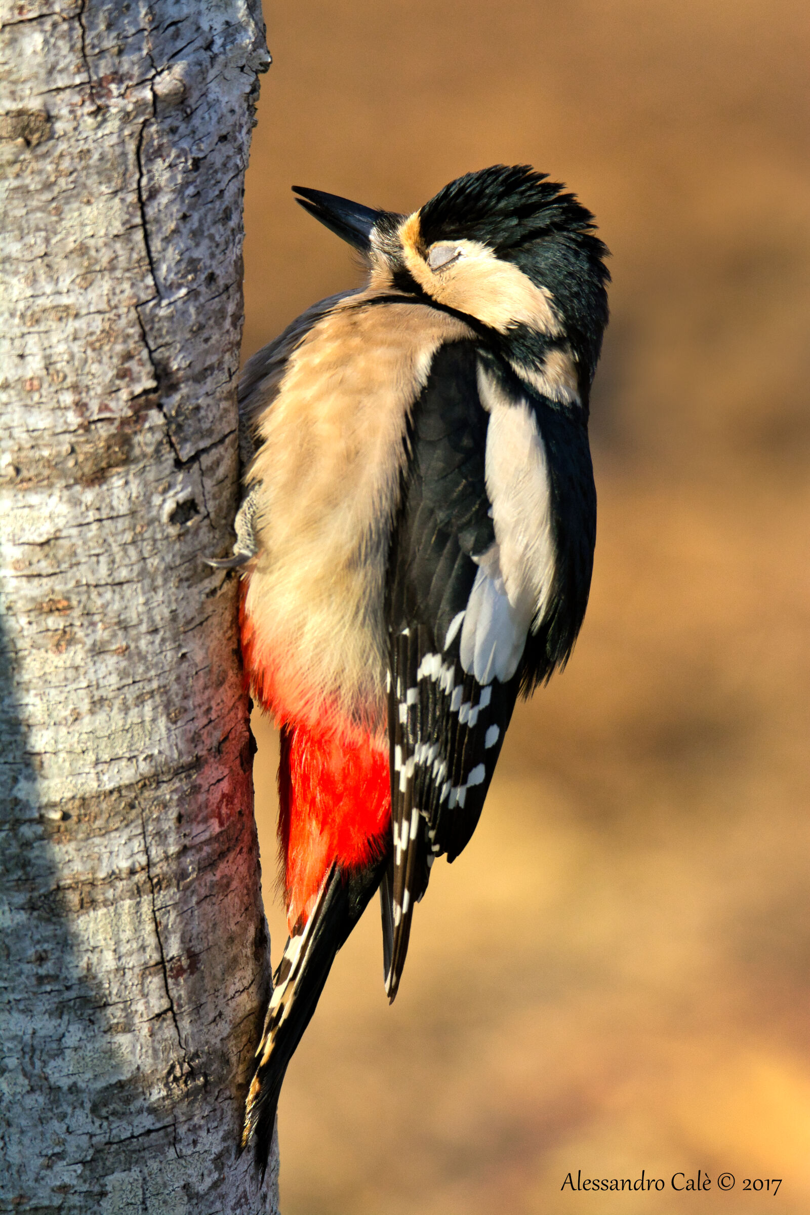 Dendrocopos Major (Great Spotted Woodpecker) 5750