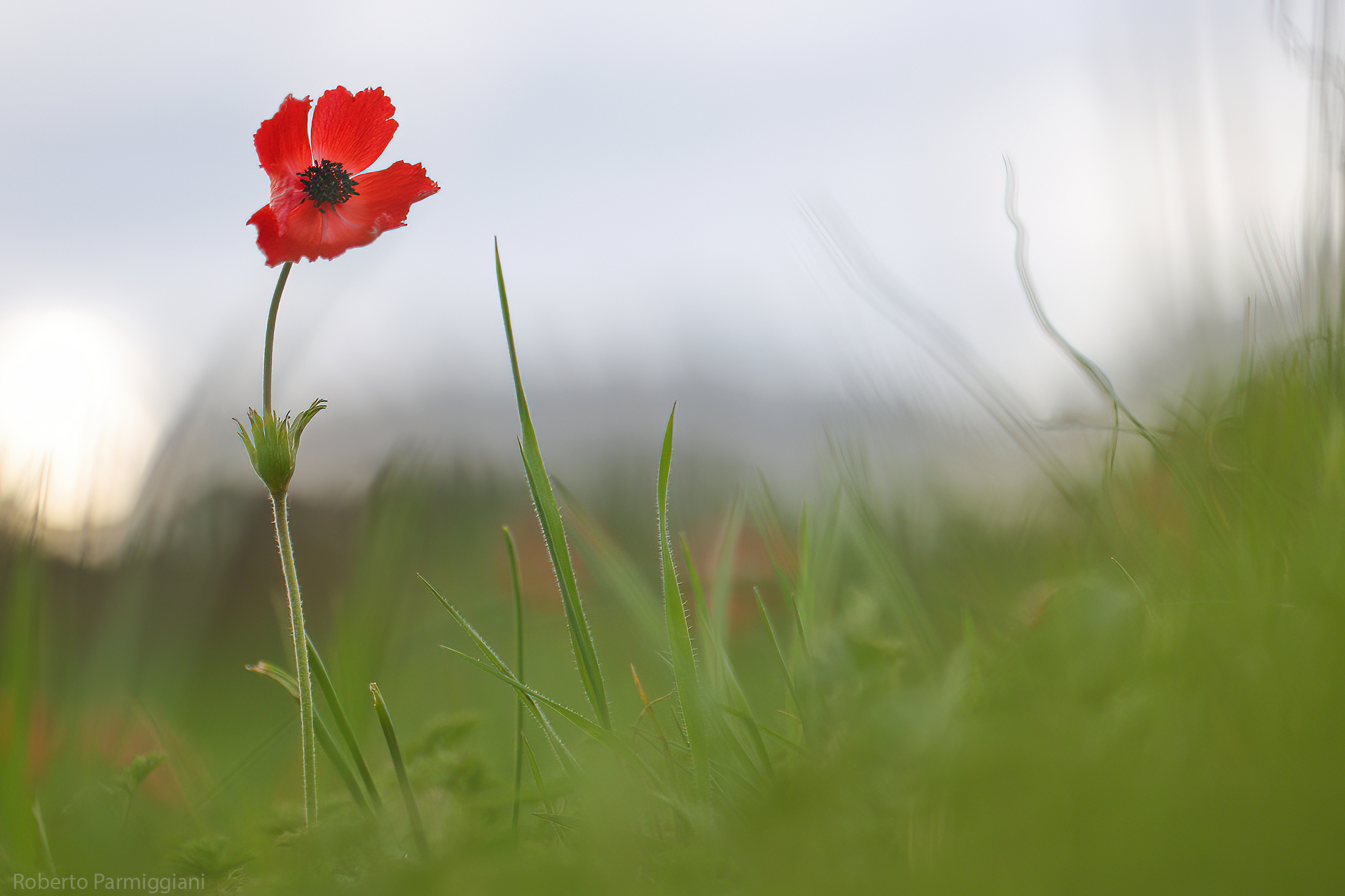 Red daffodil