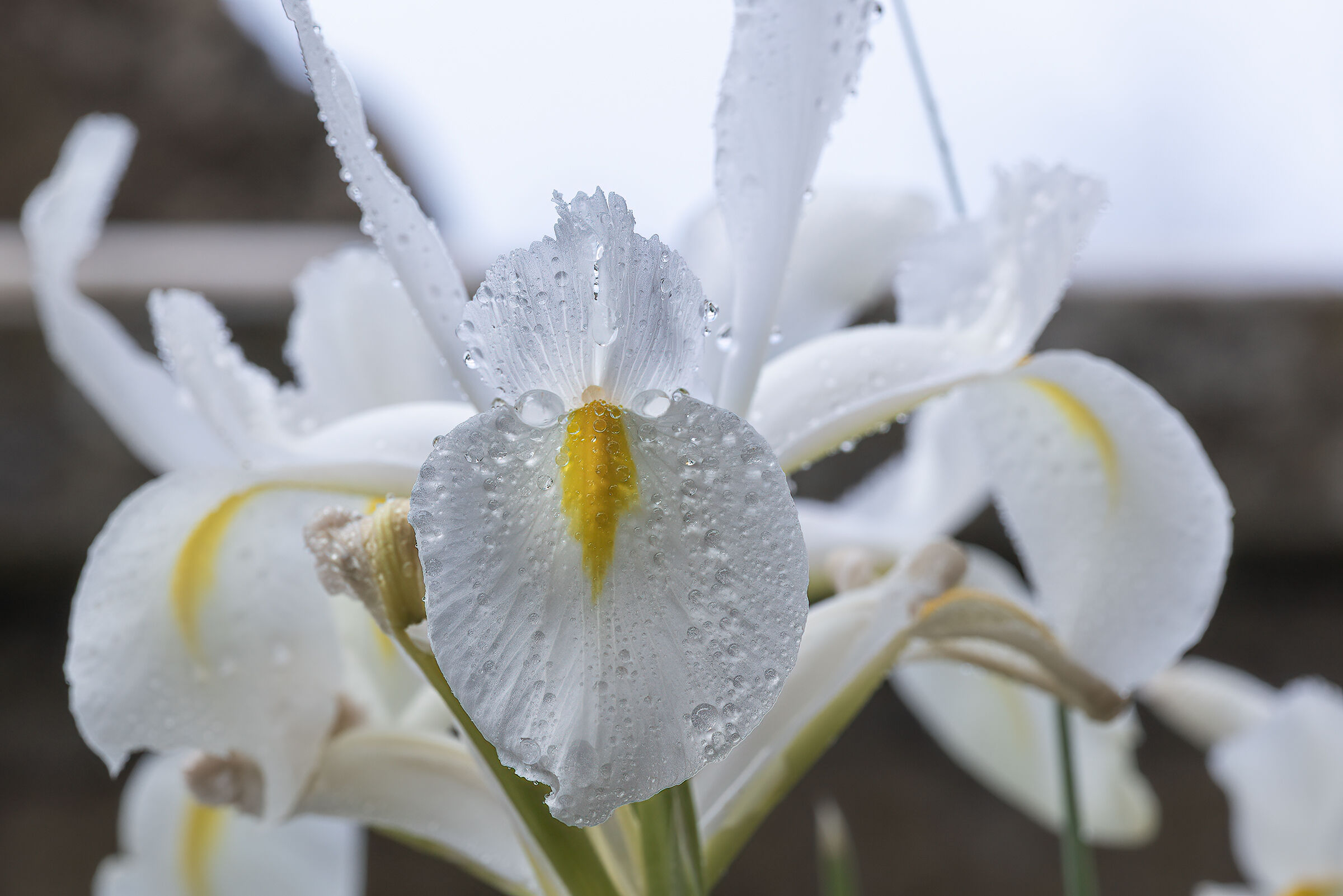 detail of lily
