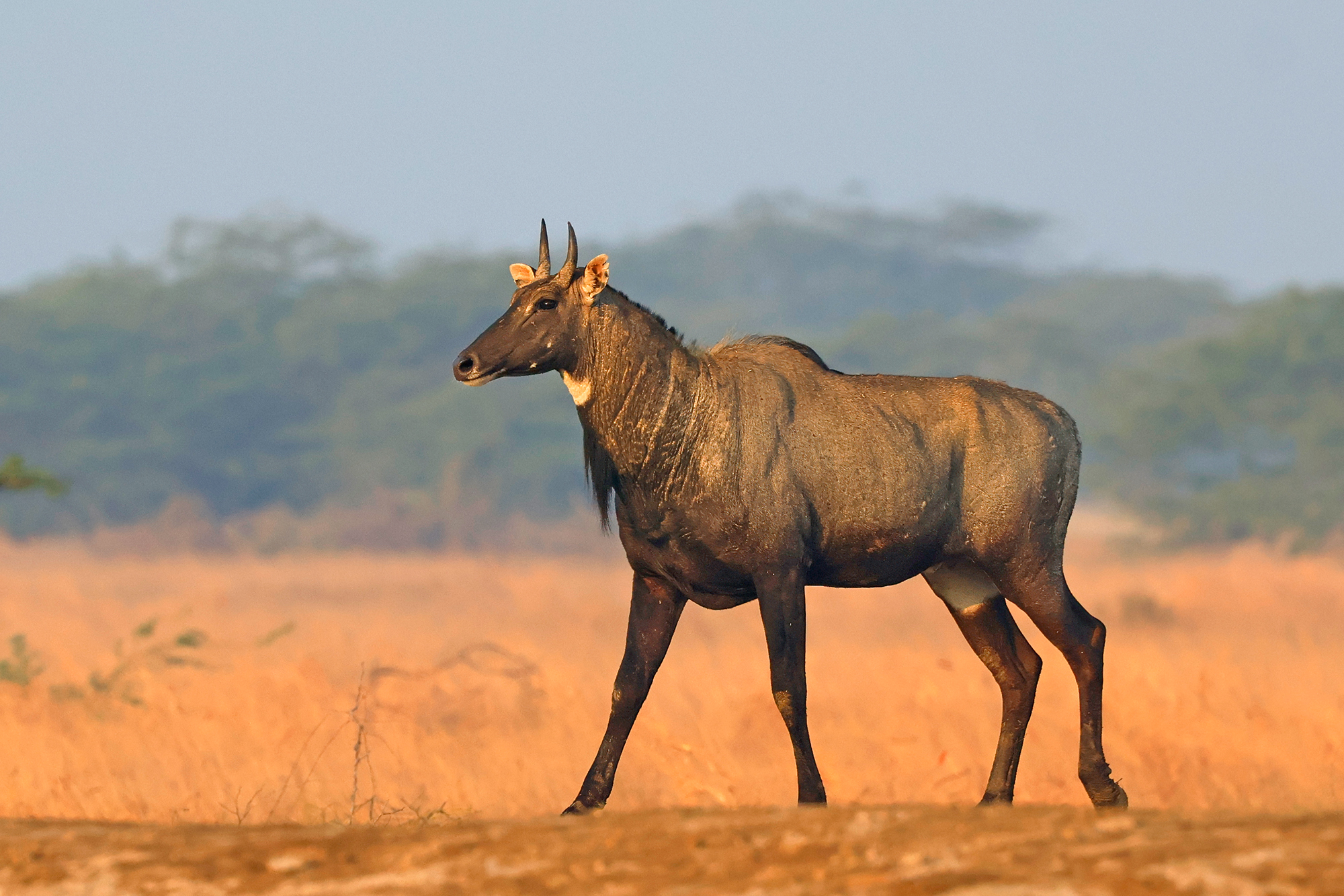 Nilgai all'alba