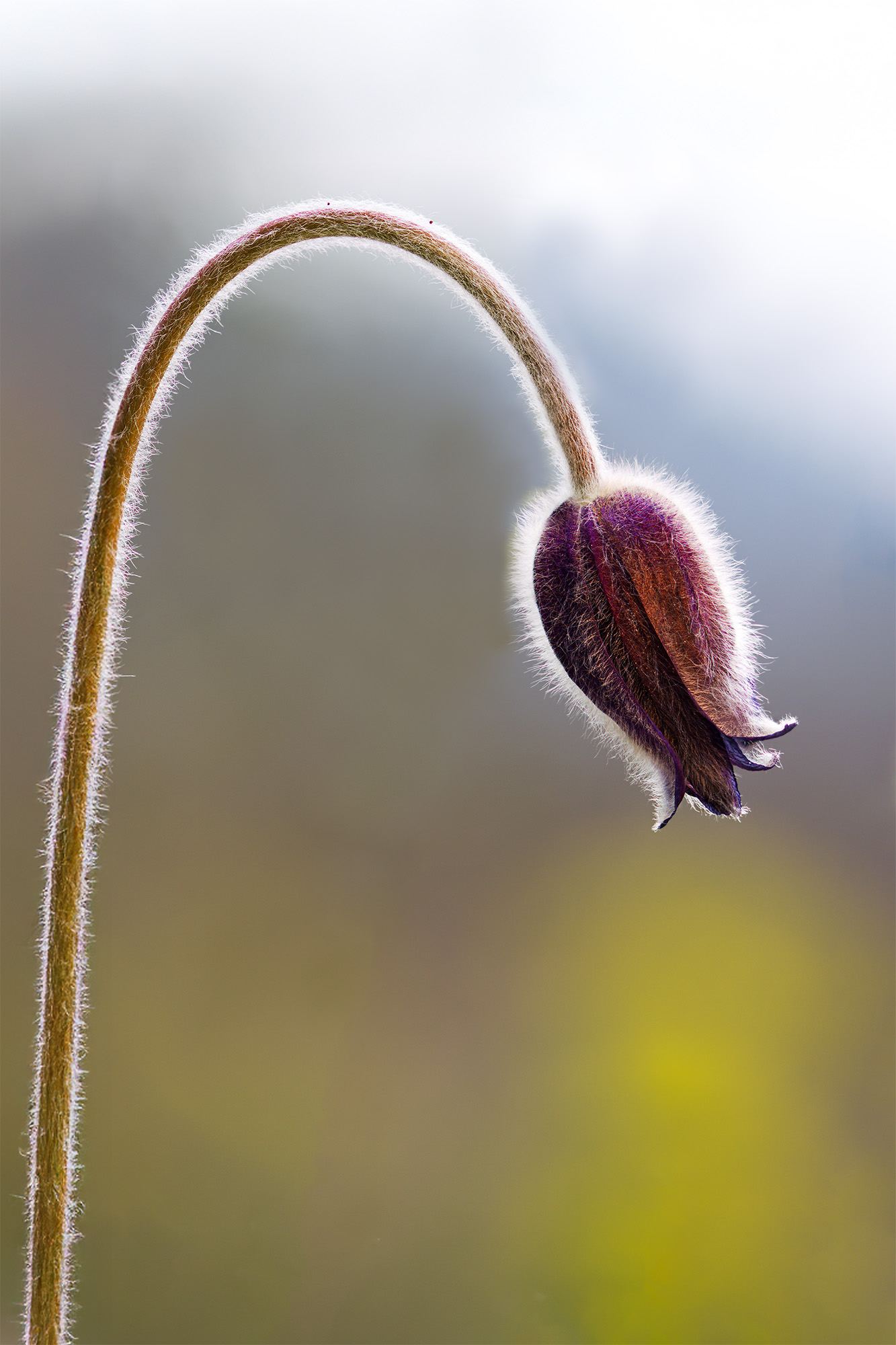Pulsatilla comune