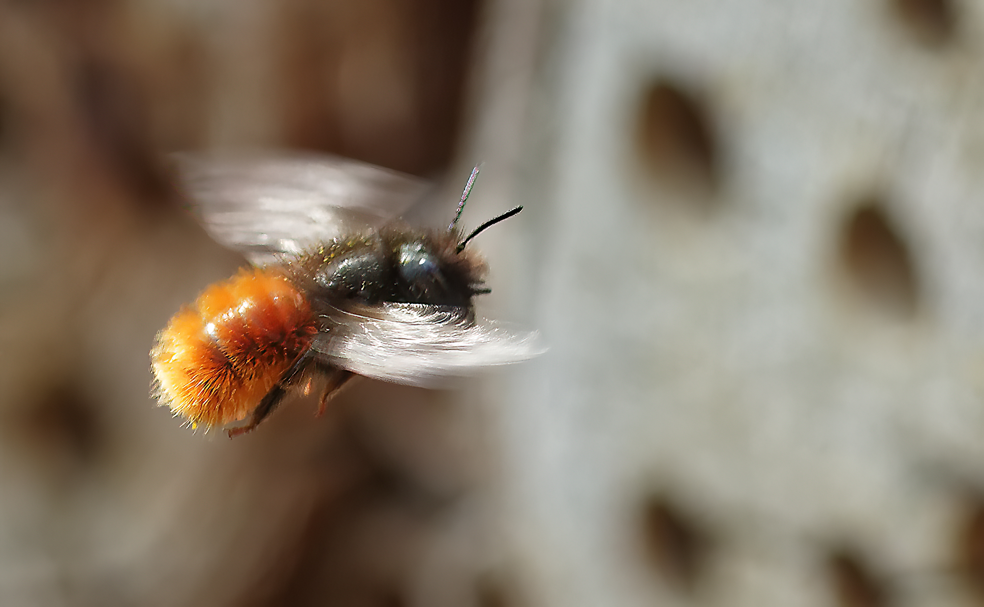 osmia