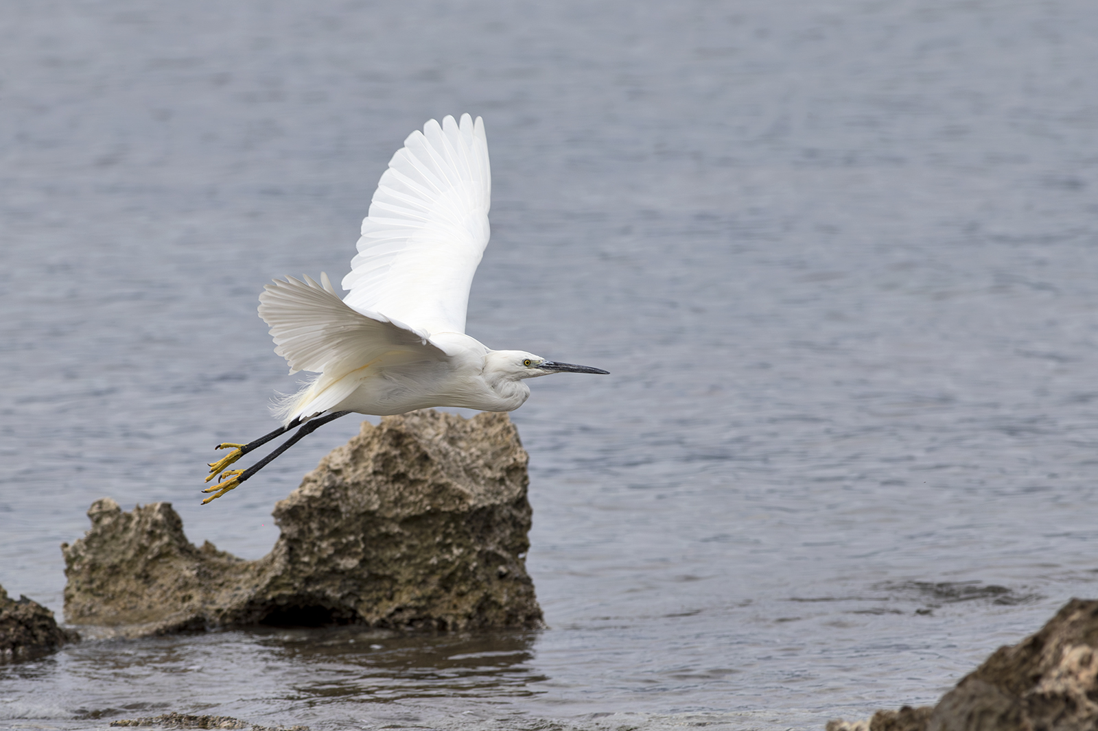 Little Egret