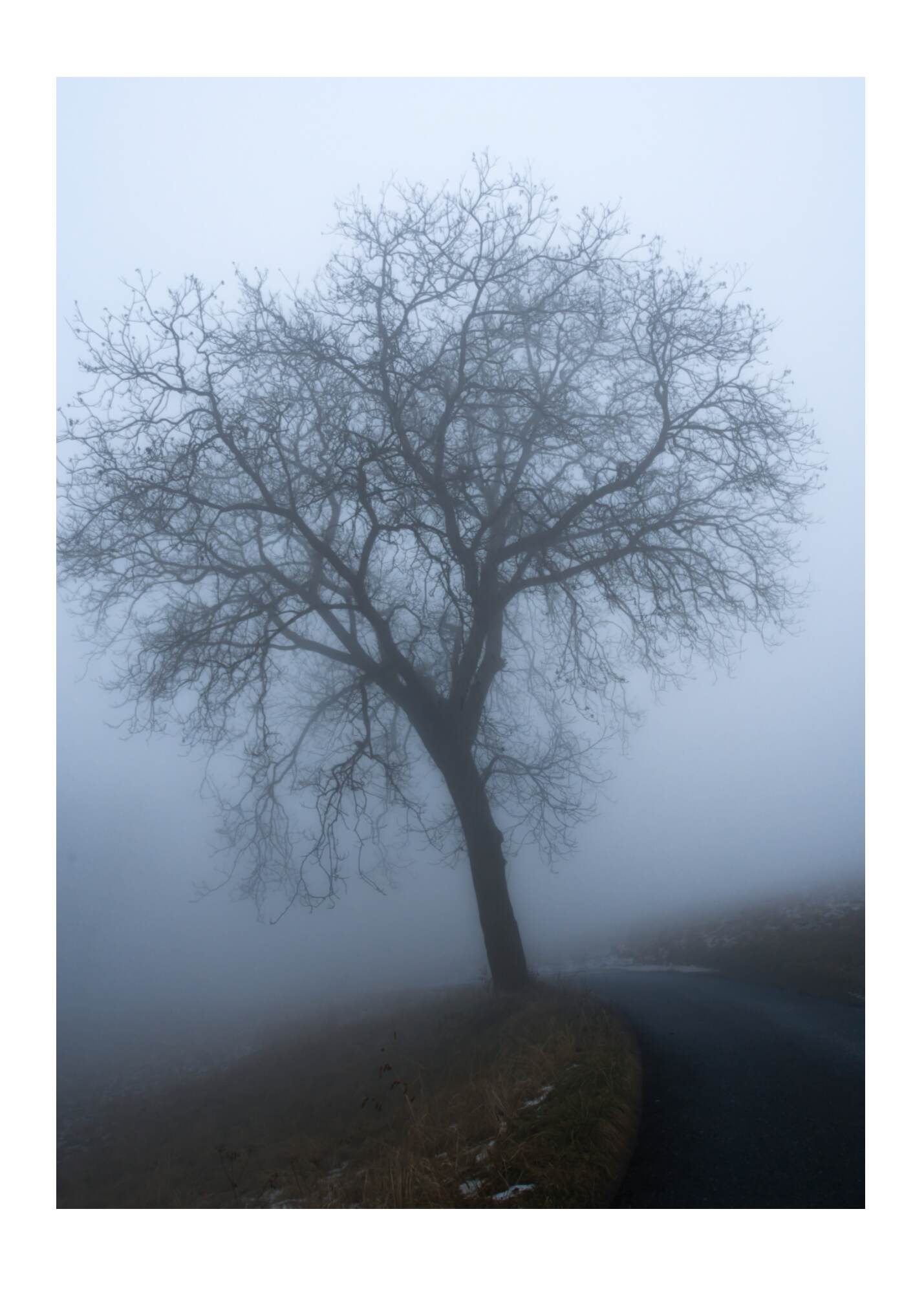 The road behind the tree