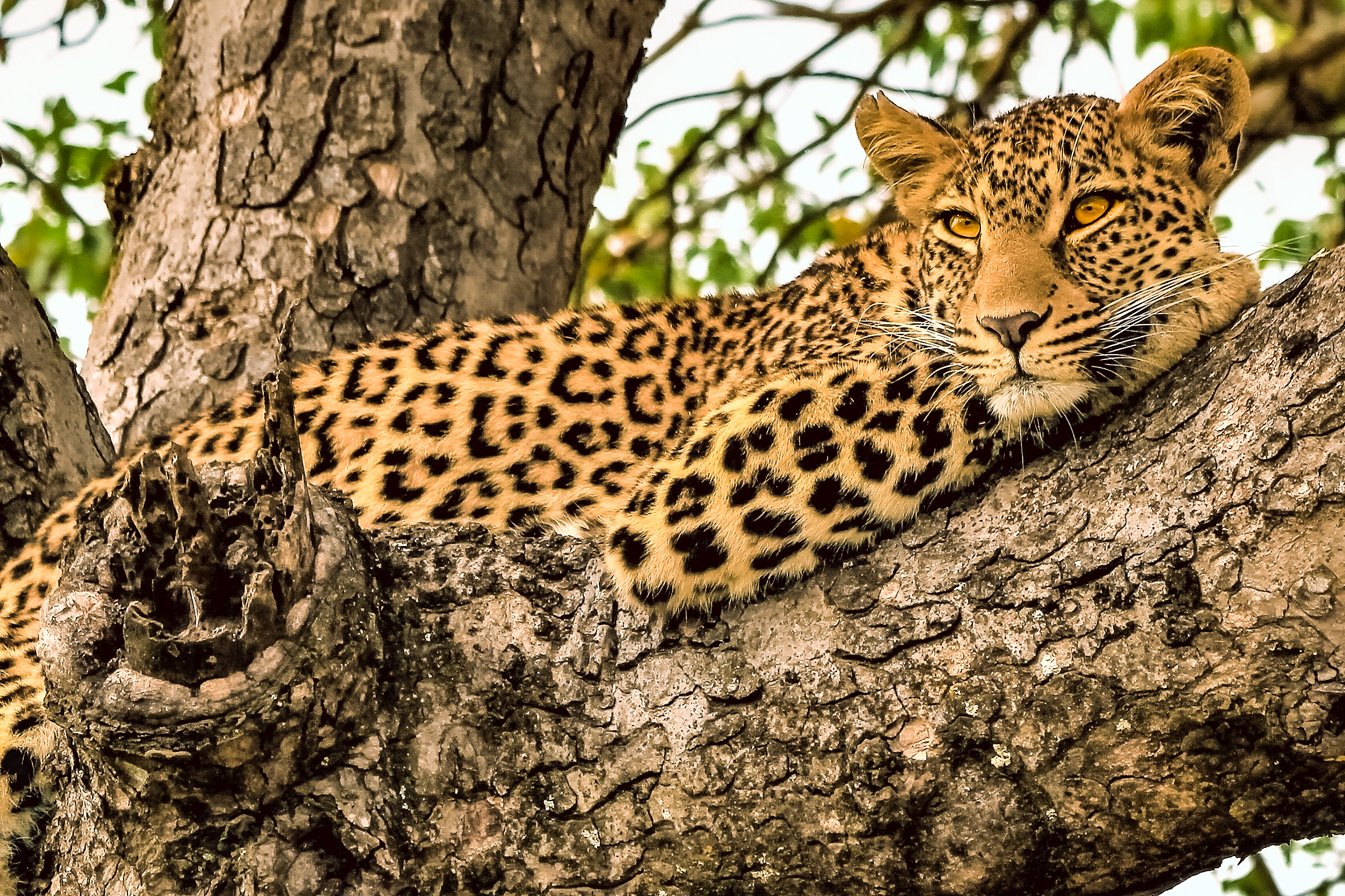 africa