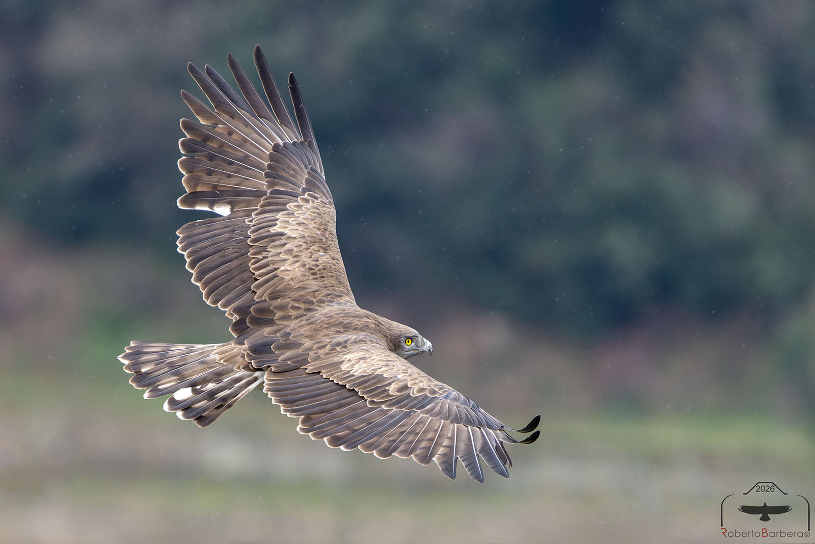 Short-toed Eagle