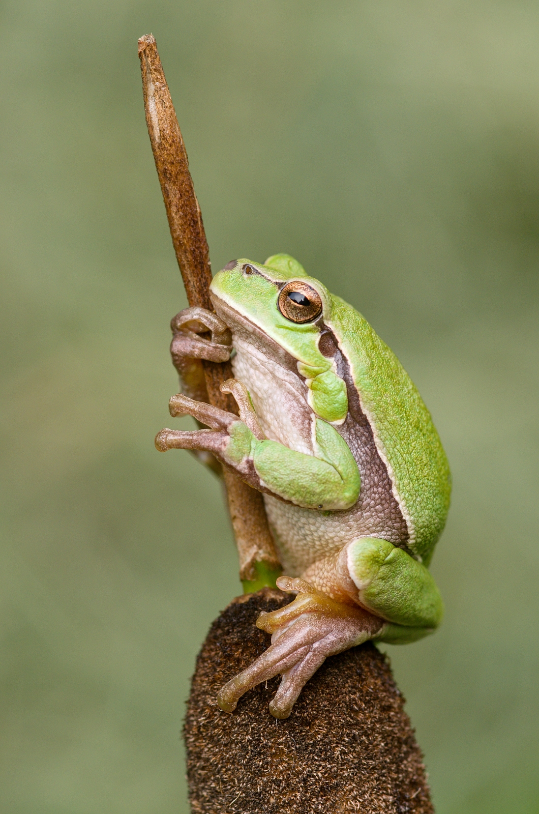 Hyla arborea
