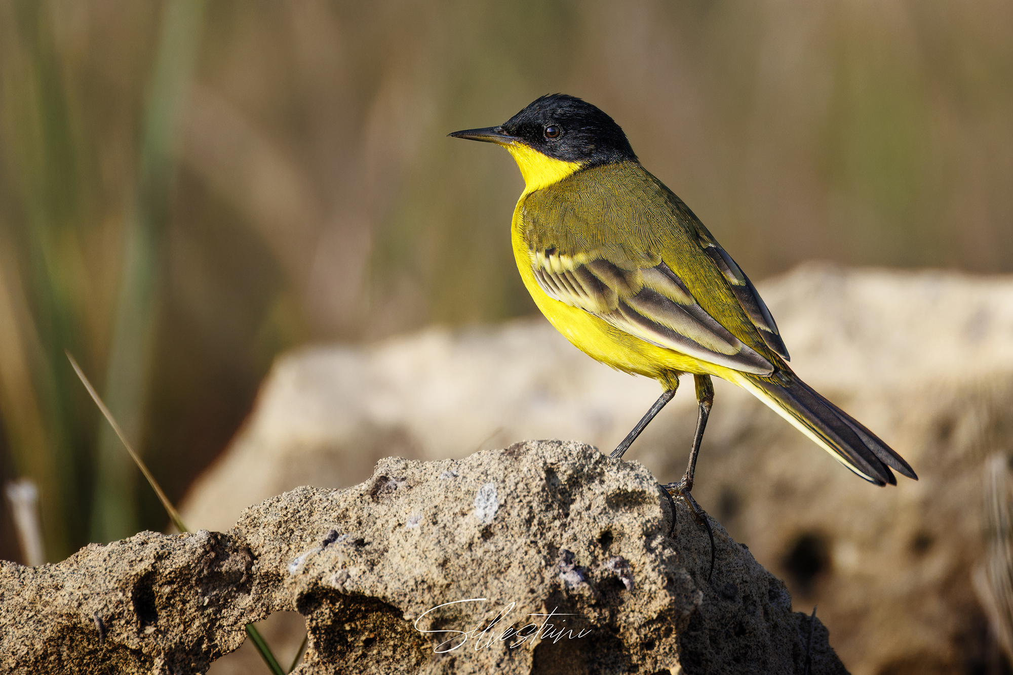 Wagtail ssp. feldegg