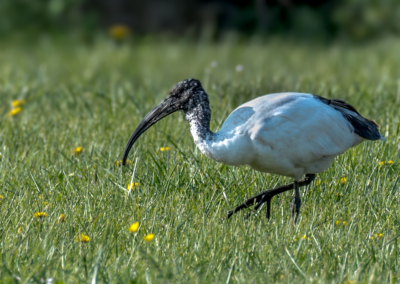 Sacred Ibis