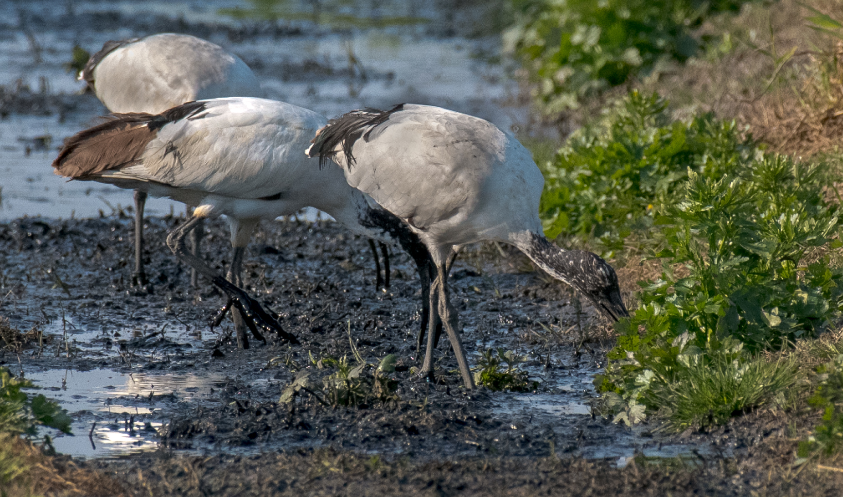 Sacred Ibis