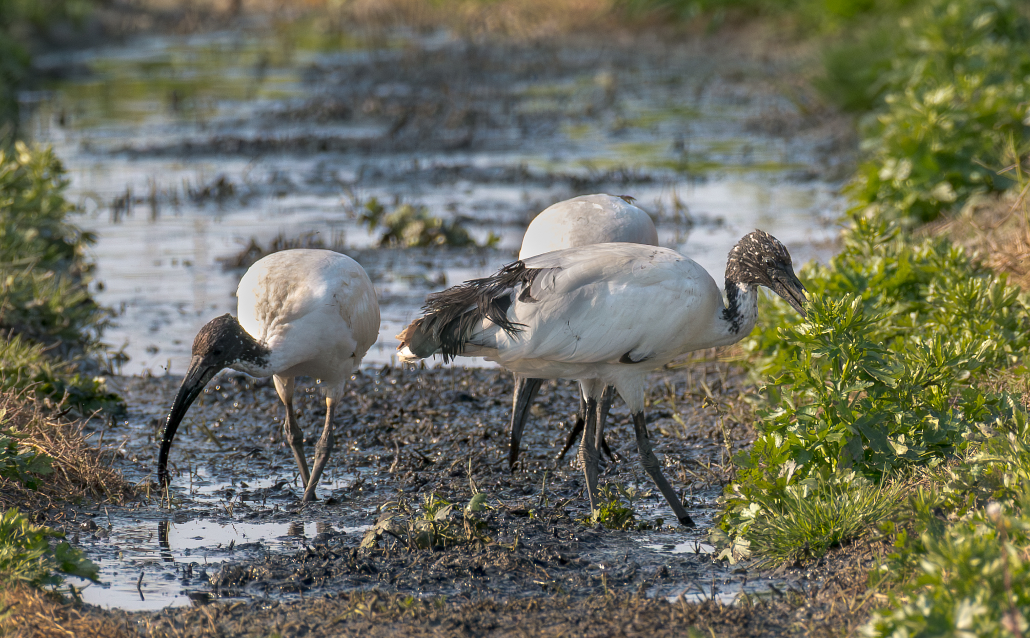 Sacred Ibis