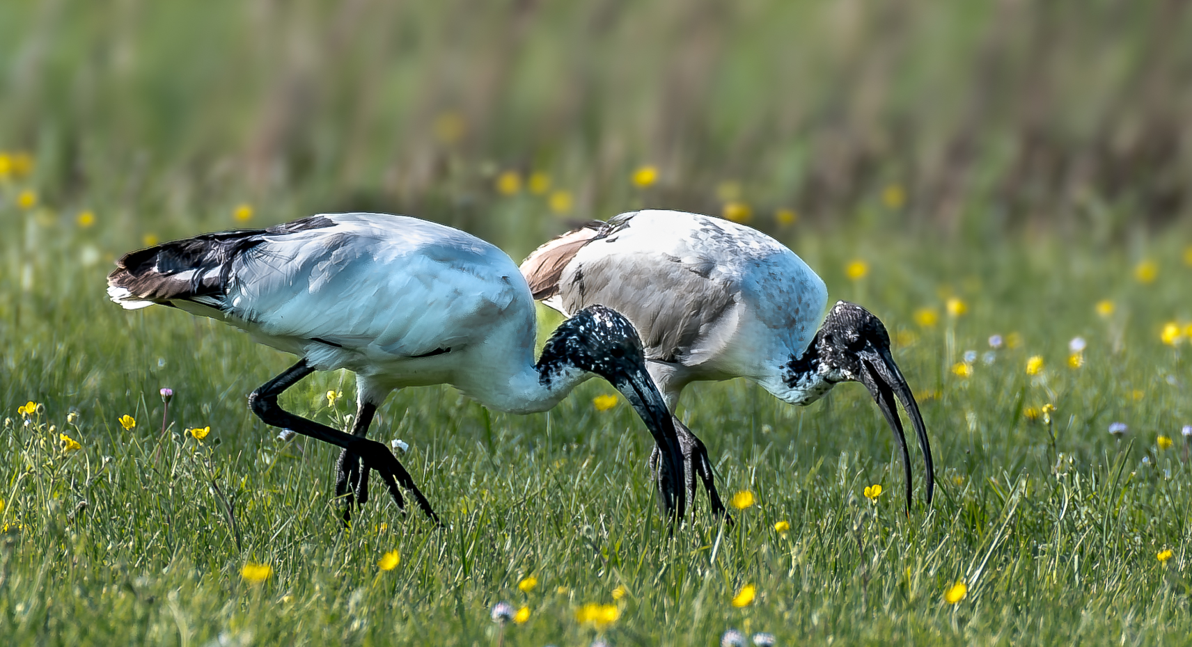 Sacred Ibis