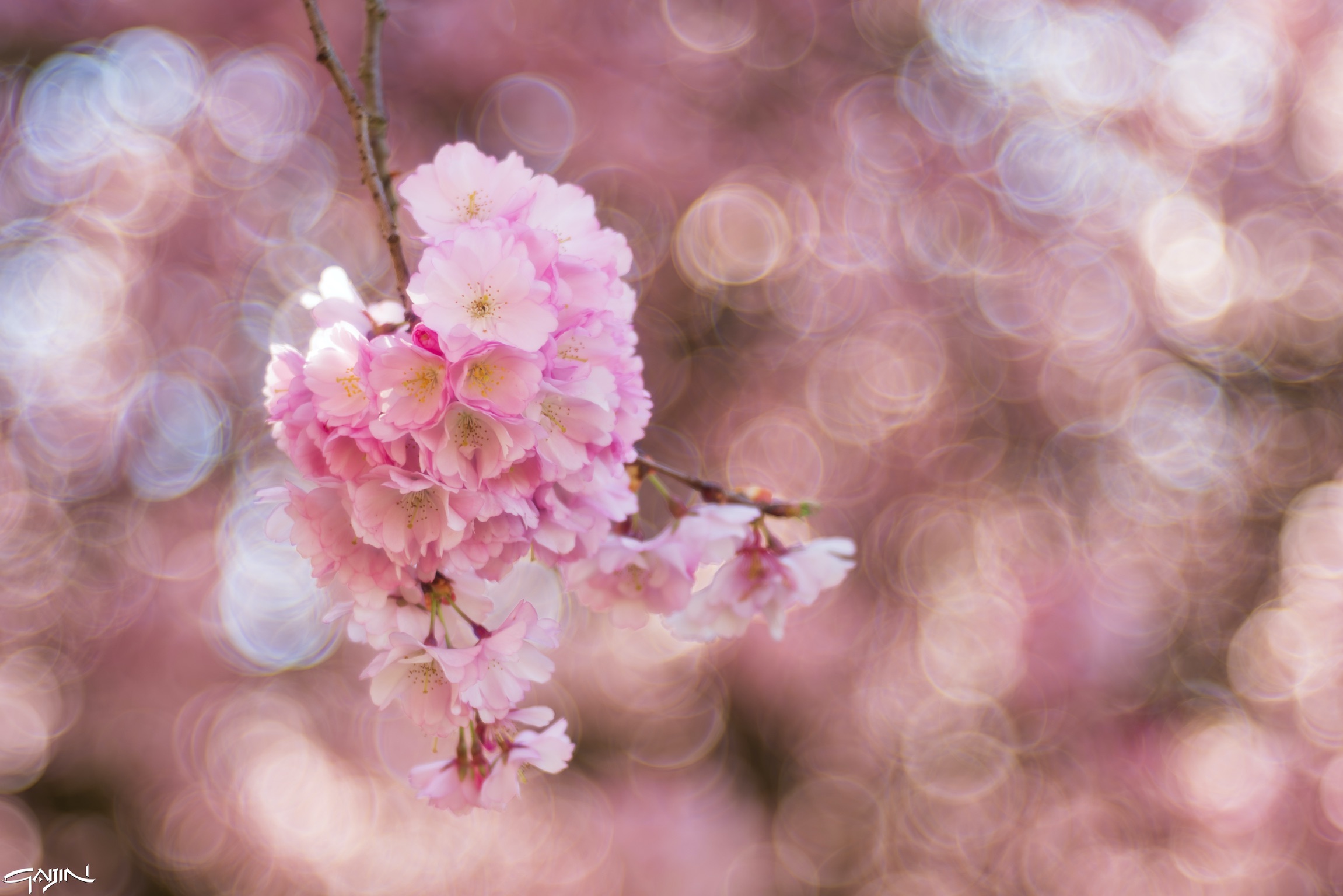 無常 — Mujō