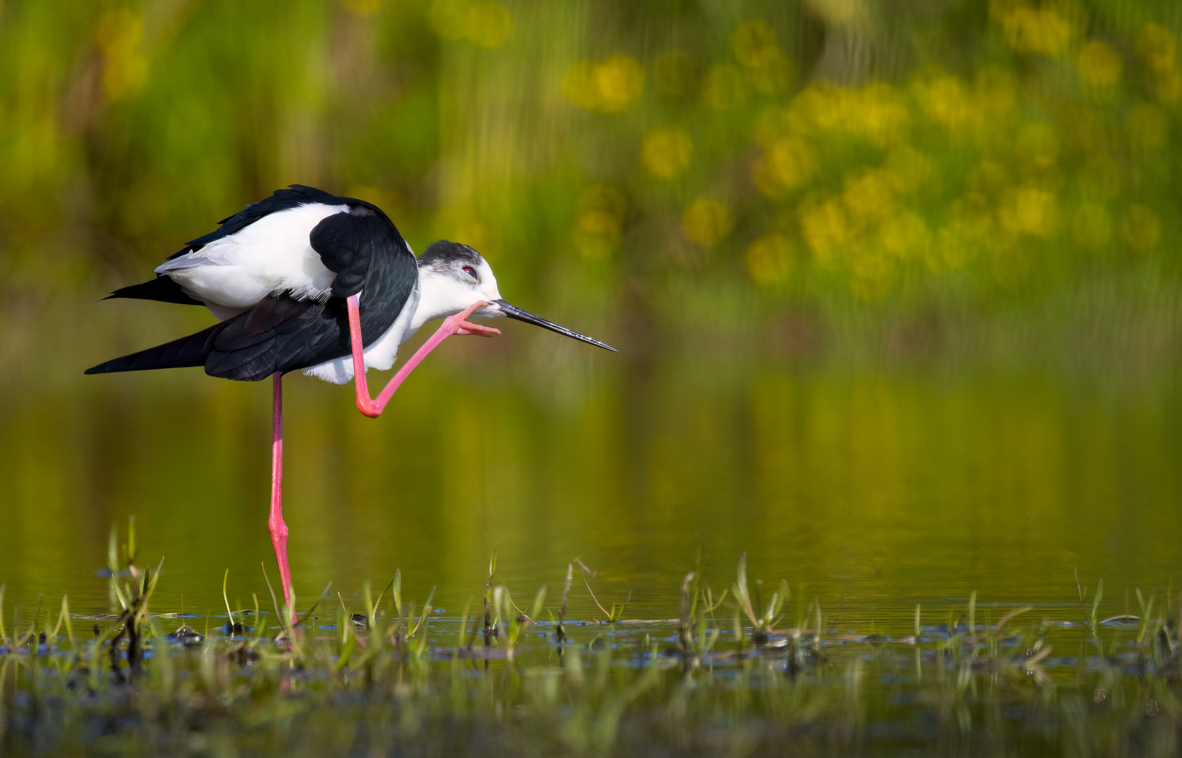 Black-winged Stilt