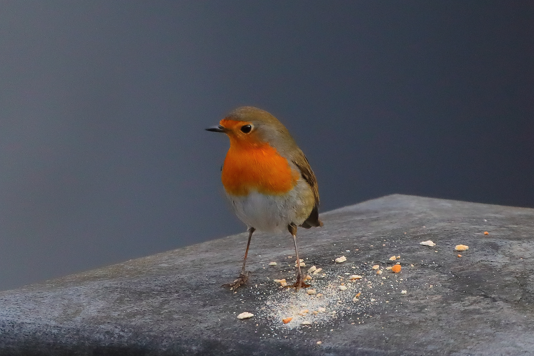 Robin January 29, 2026