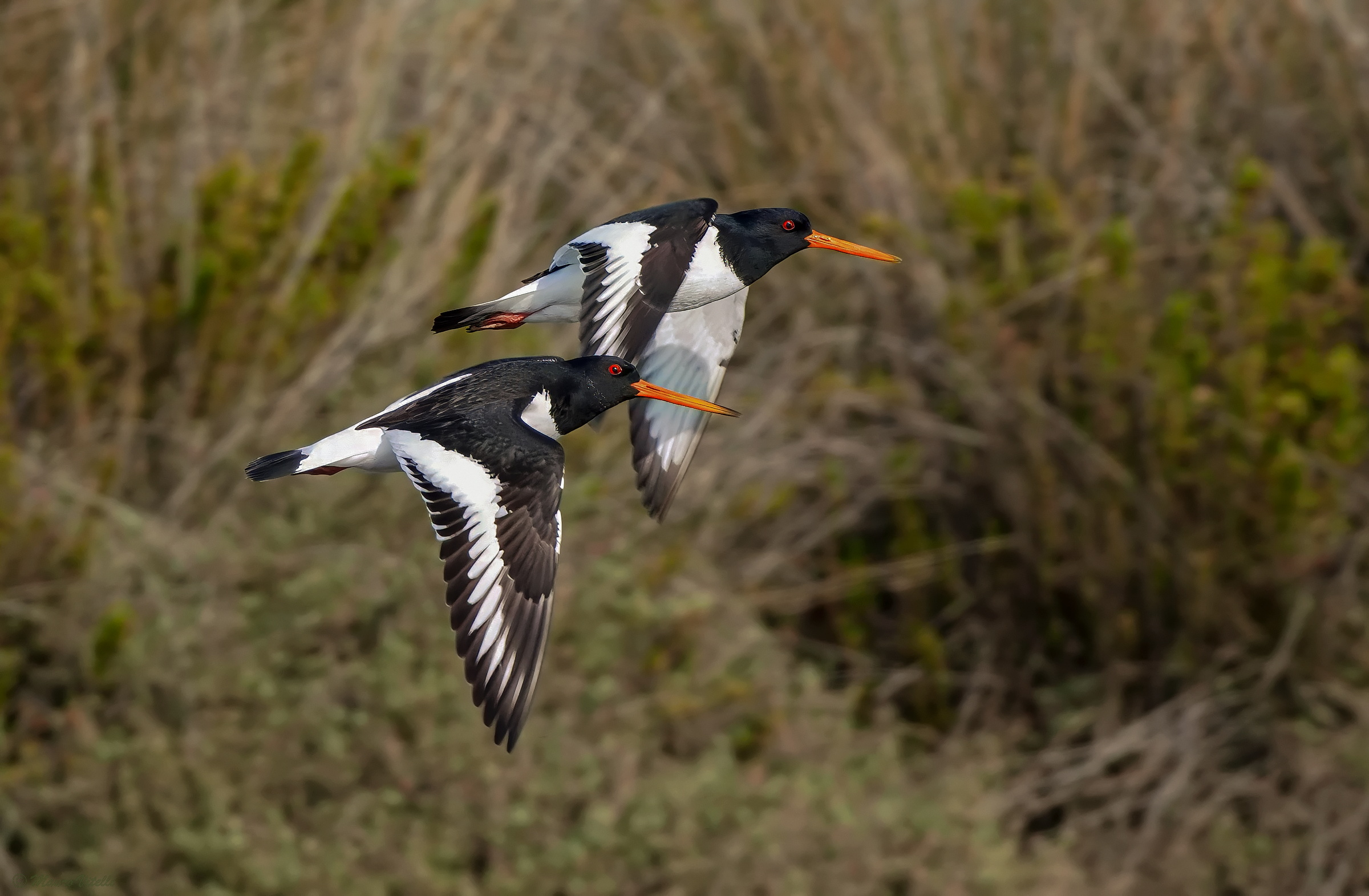 Oystercatcher (Haematopus ostralegus)