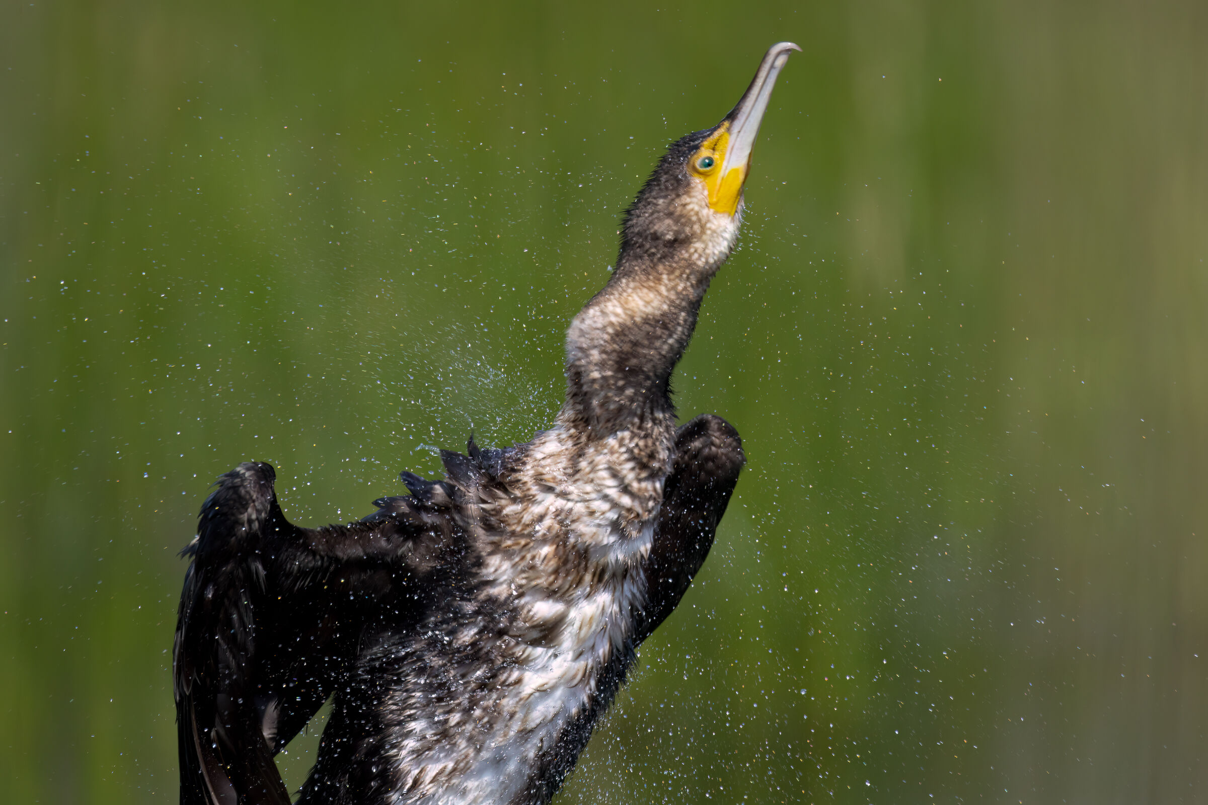 Cormorant