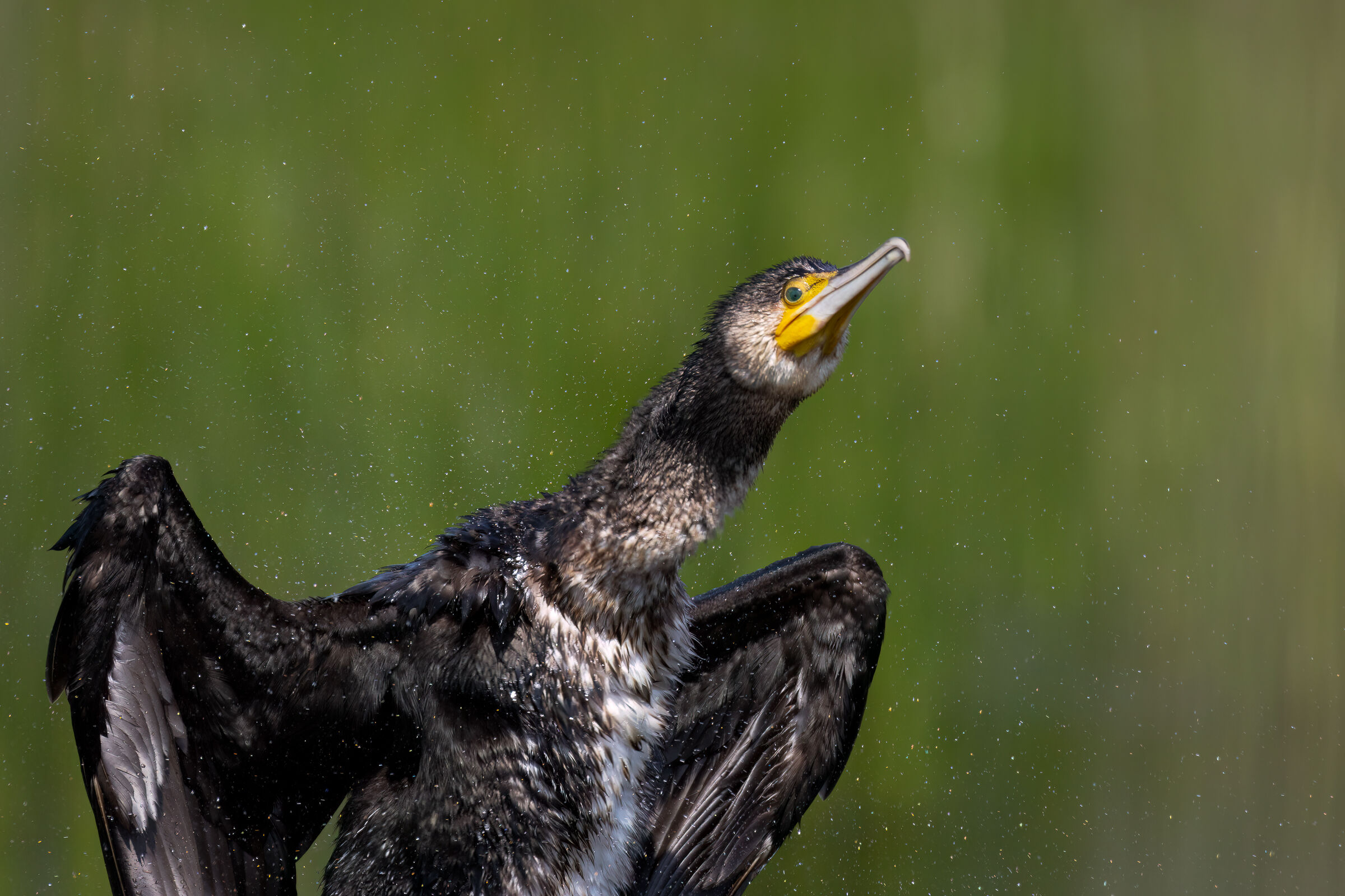 Cormorant