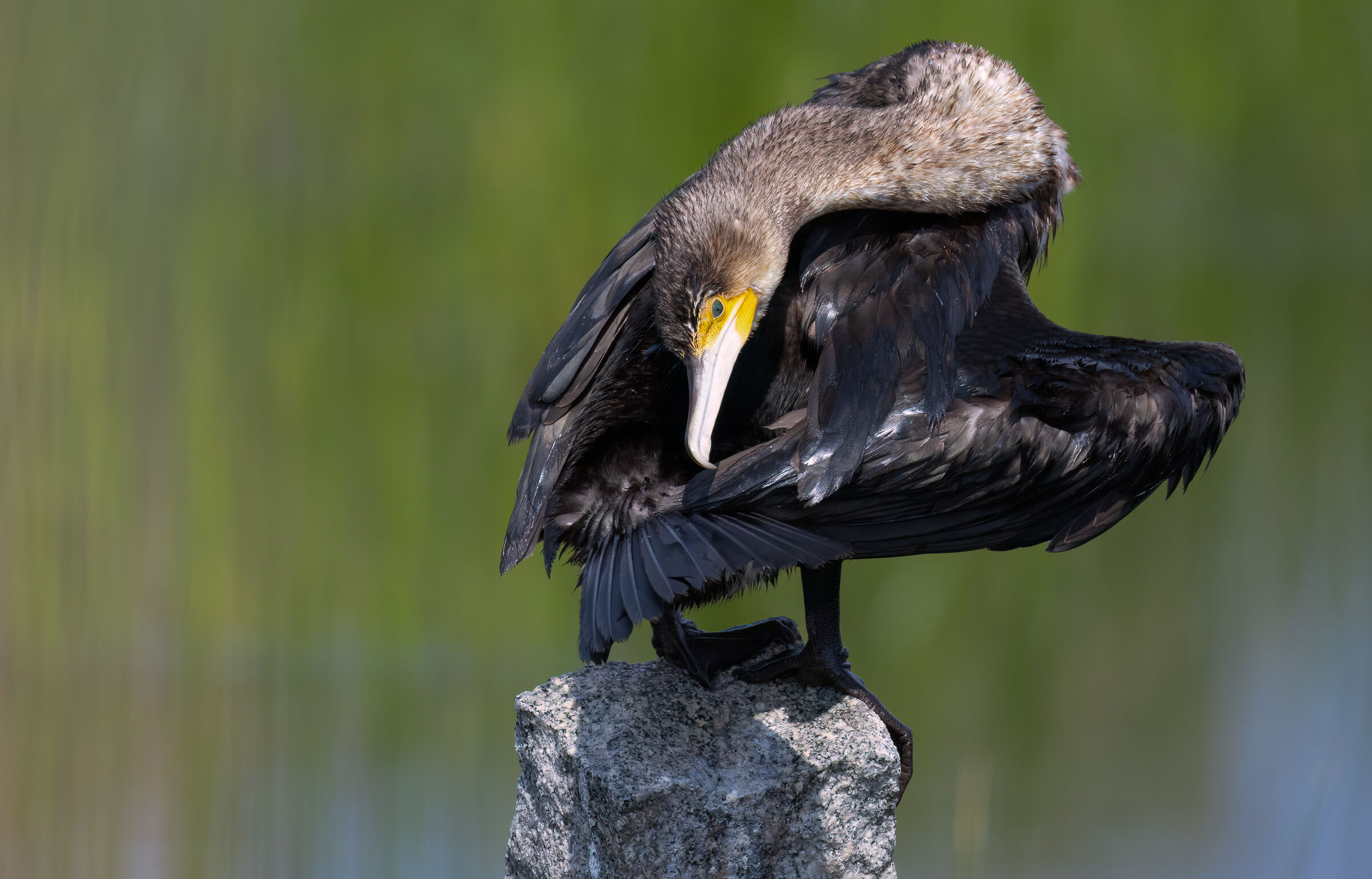 Cormorant