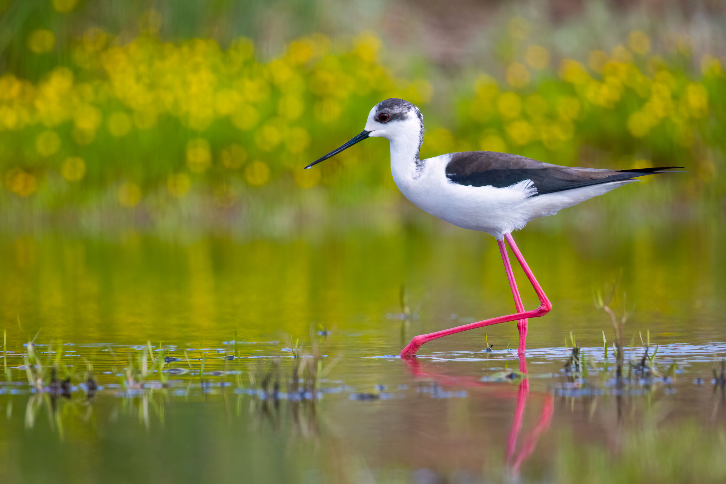 Black-winged Stilt