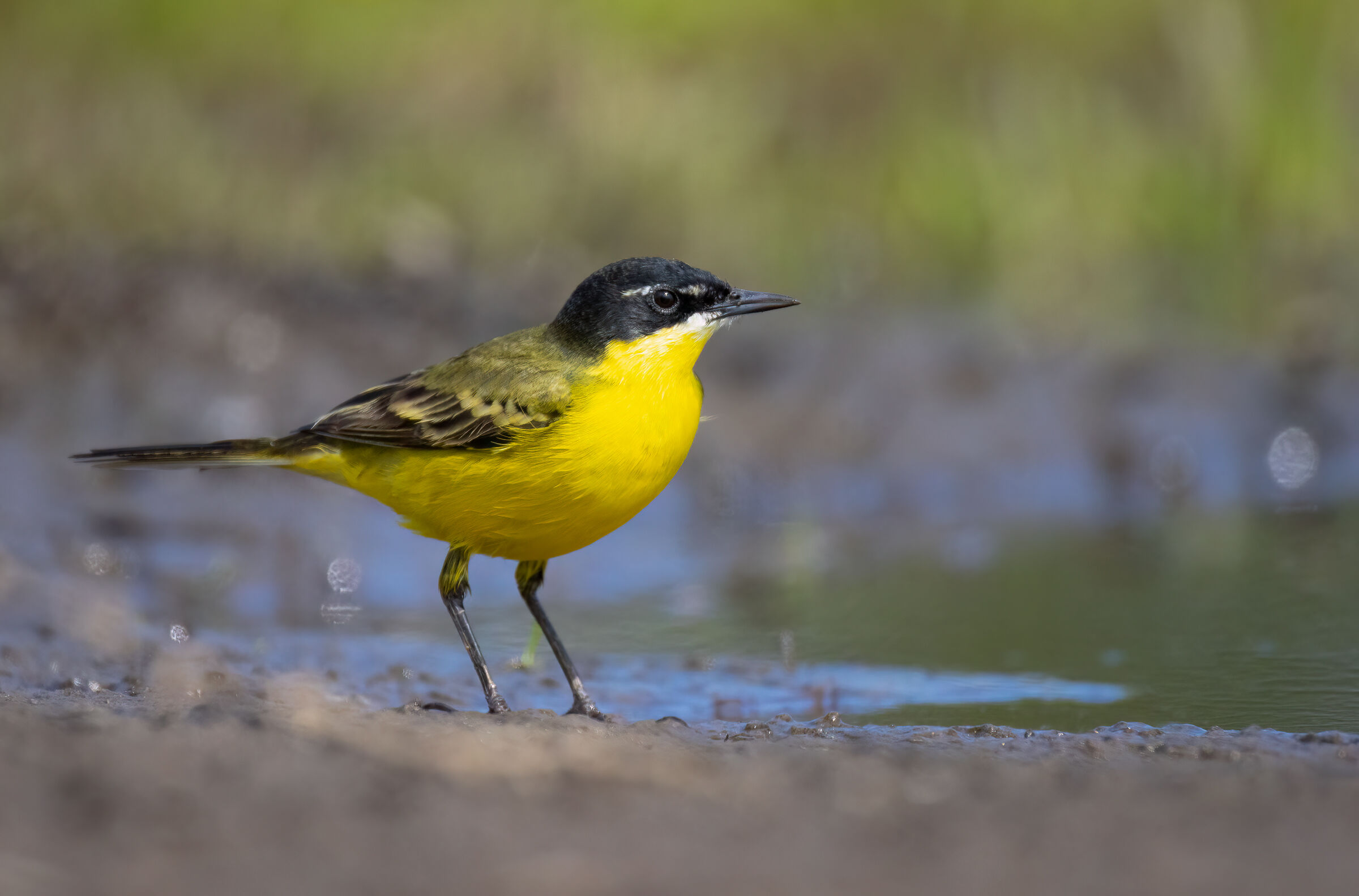 Wagtail