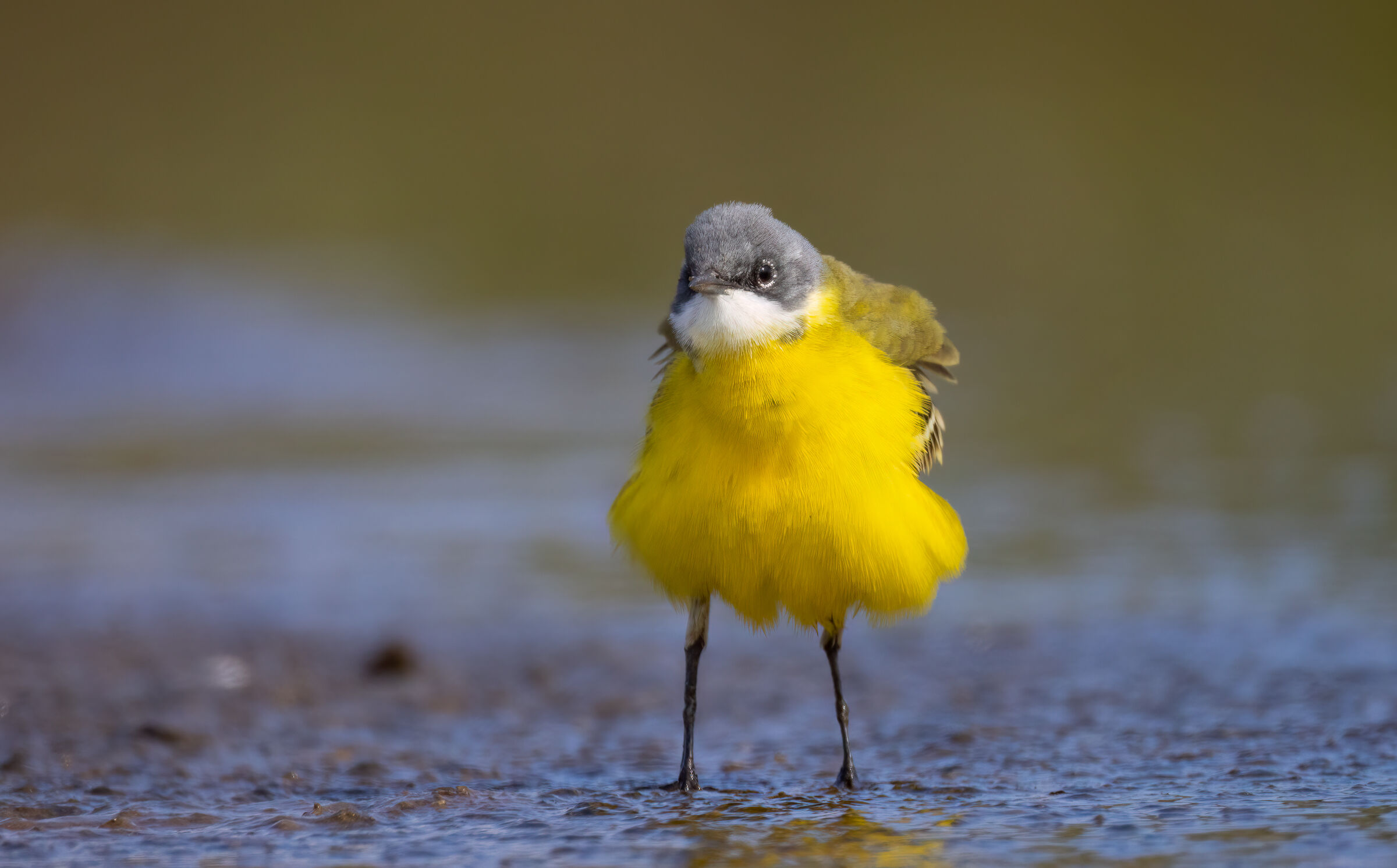 Wagtail