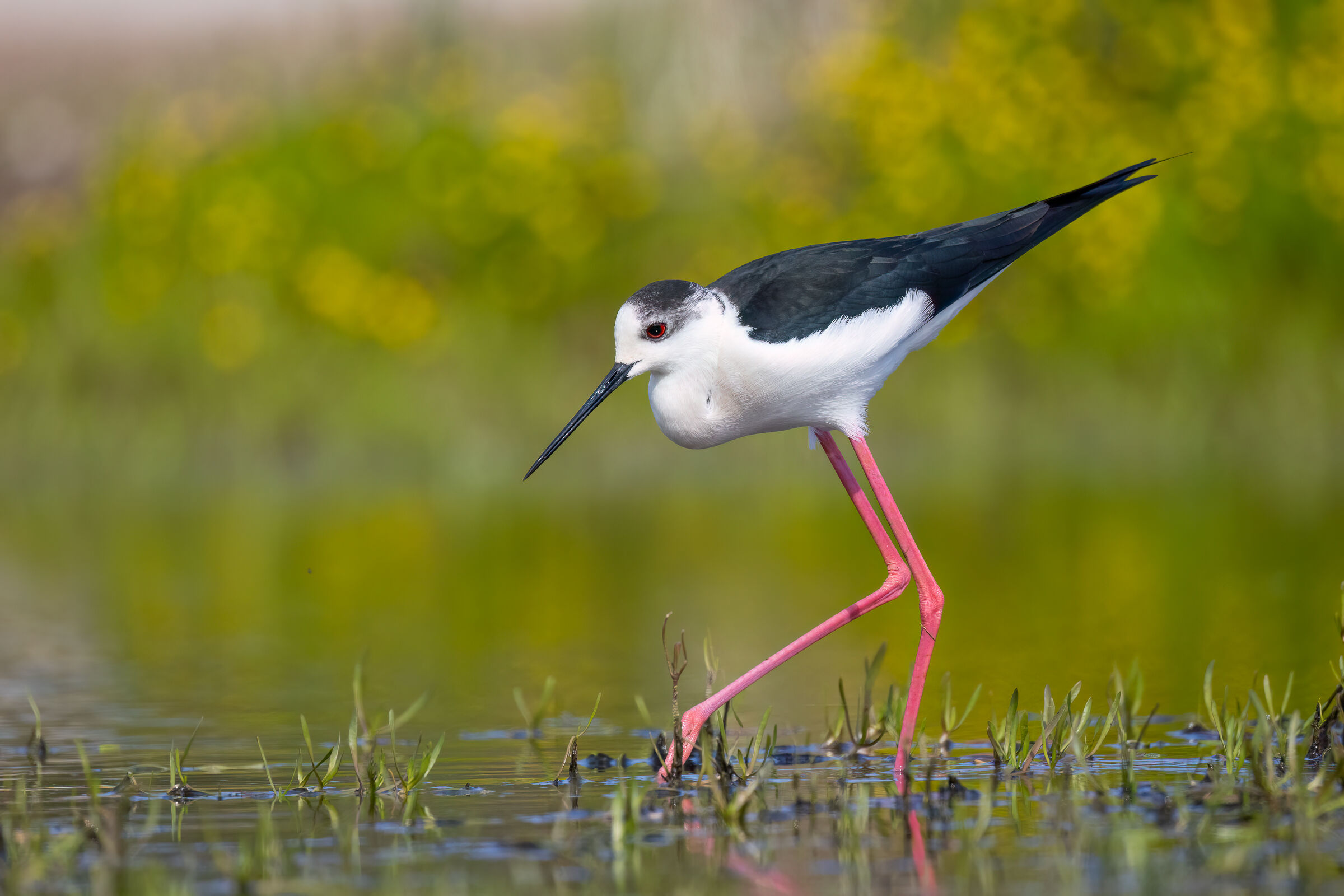 Black-winged Stilt