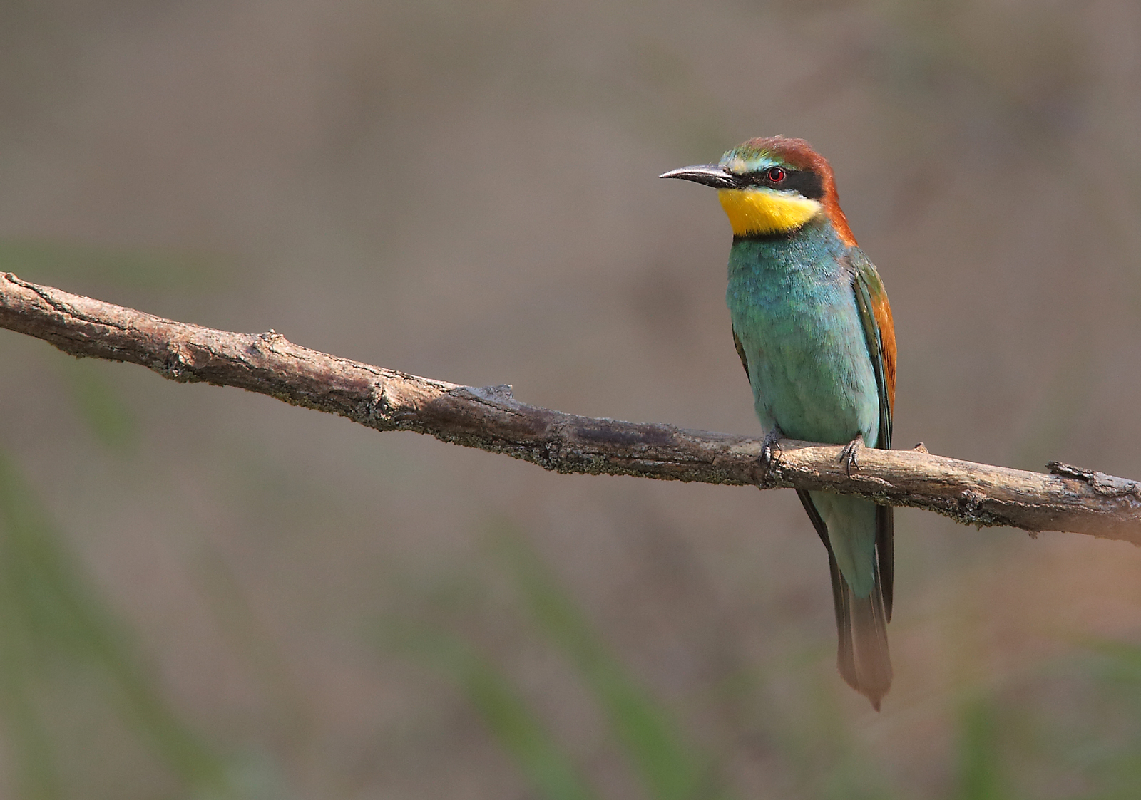 Bee-eater