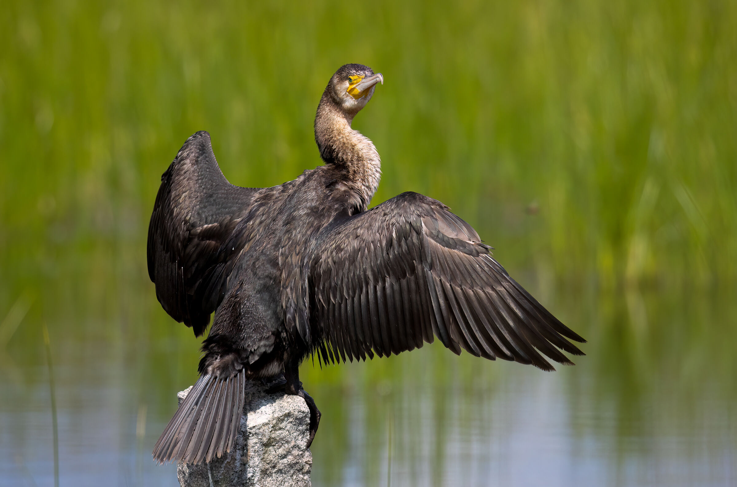 Cormorant