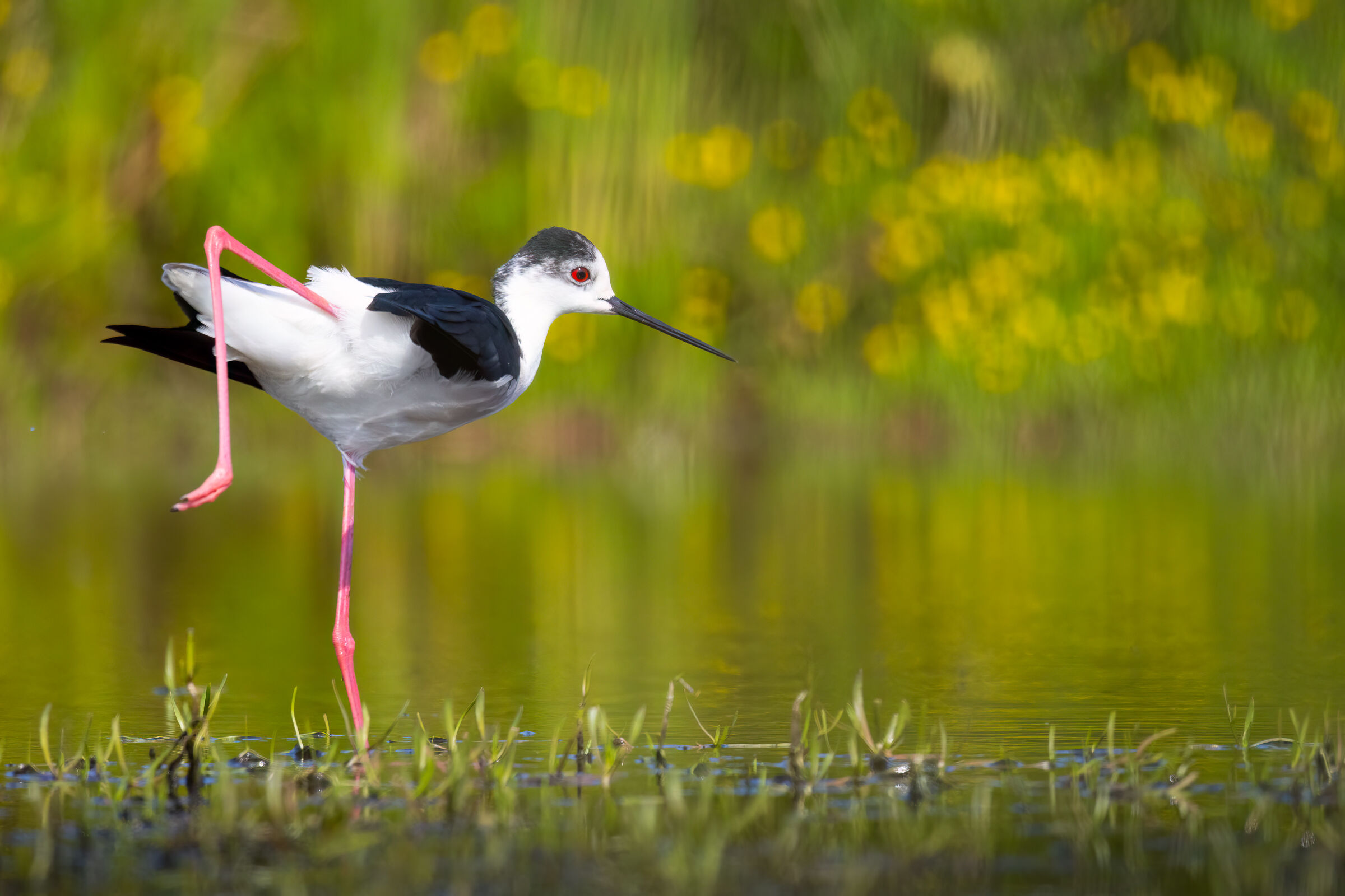 Black-winged Stilt