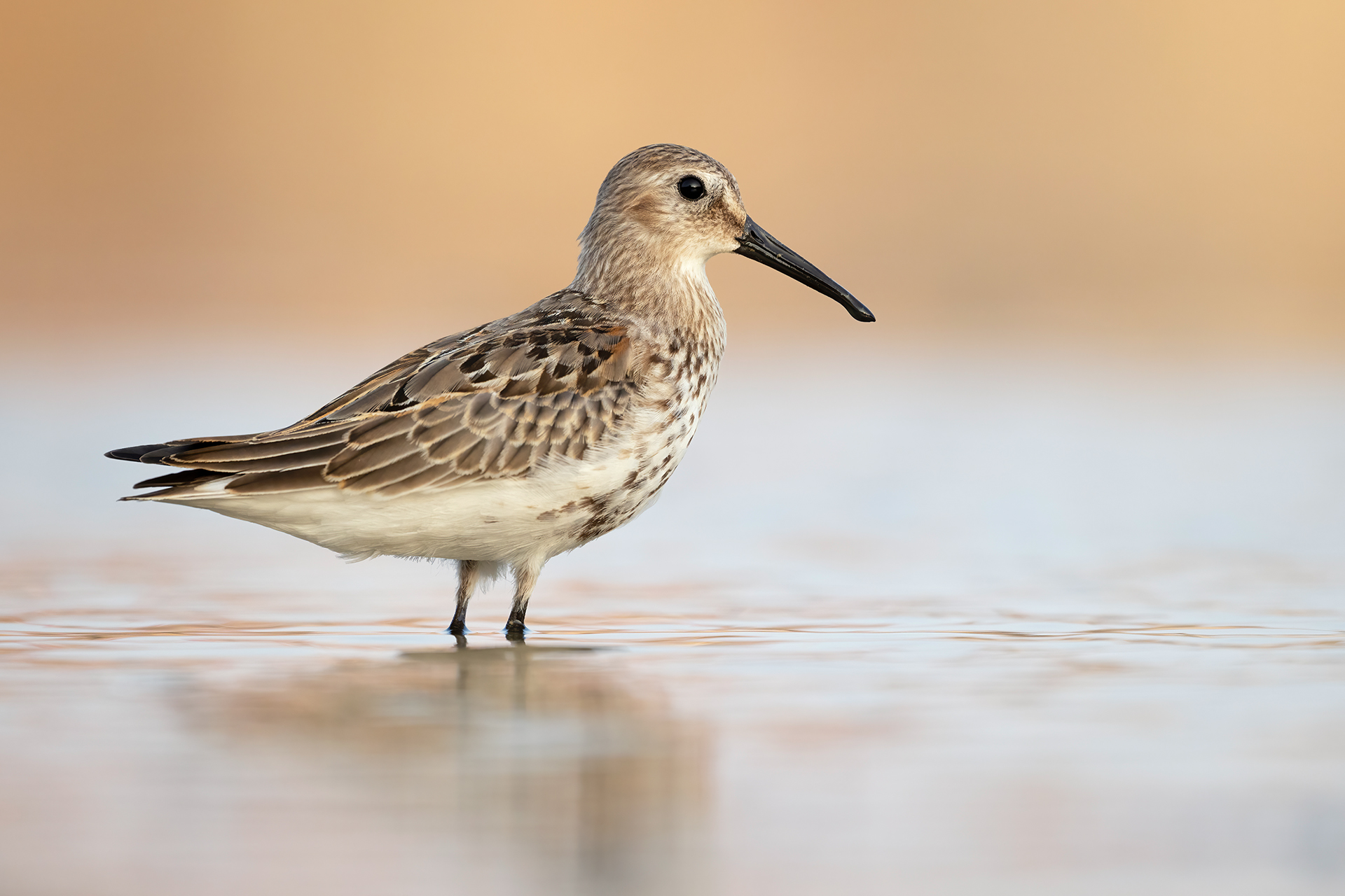 Sandpiper