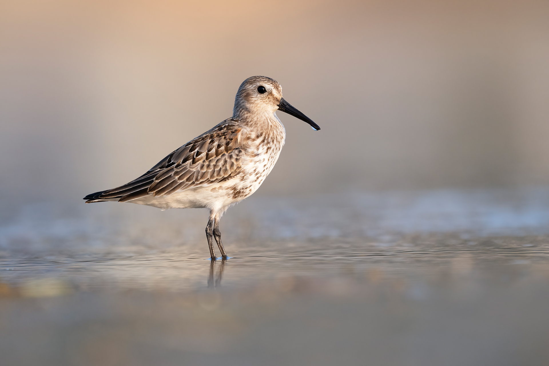 Sandpiper
